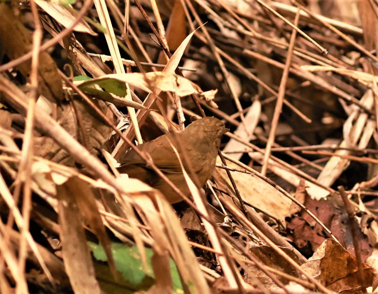 BABBLER - ABBOTT'S BABBLER - Malacocincla abbotti - PHU SUAN SAI NATIONAL PARK LOEI PROVINCE (2).jpg