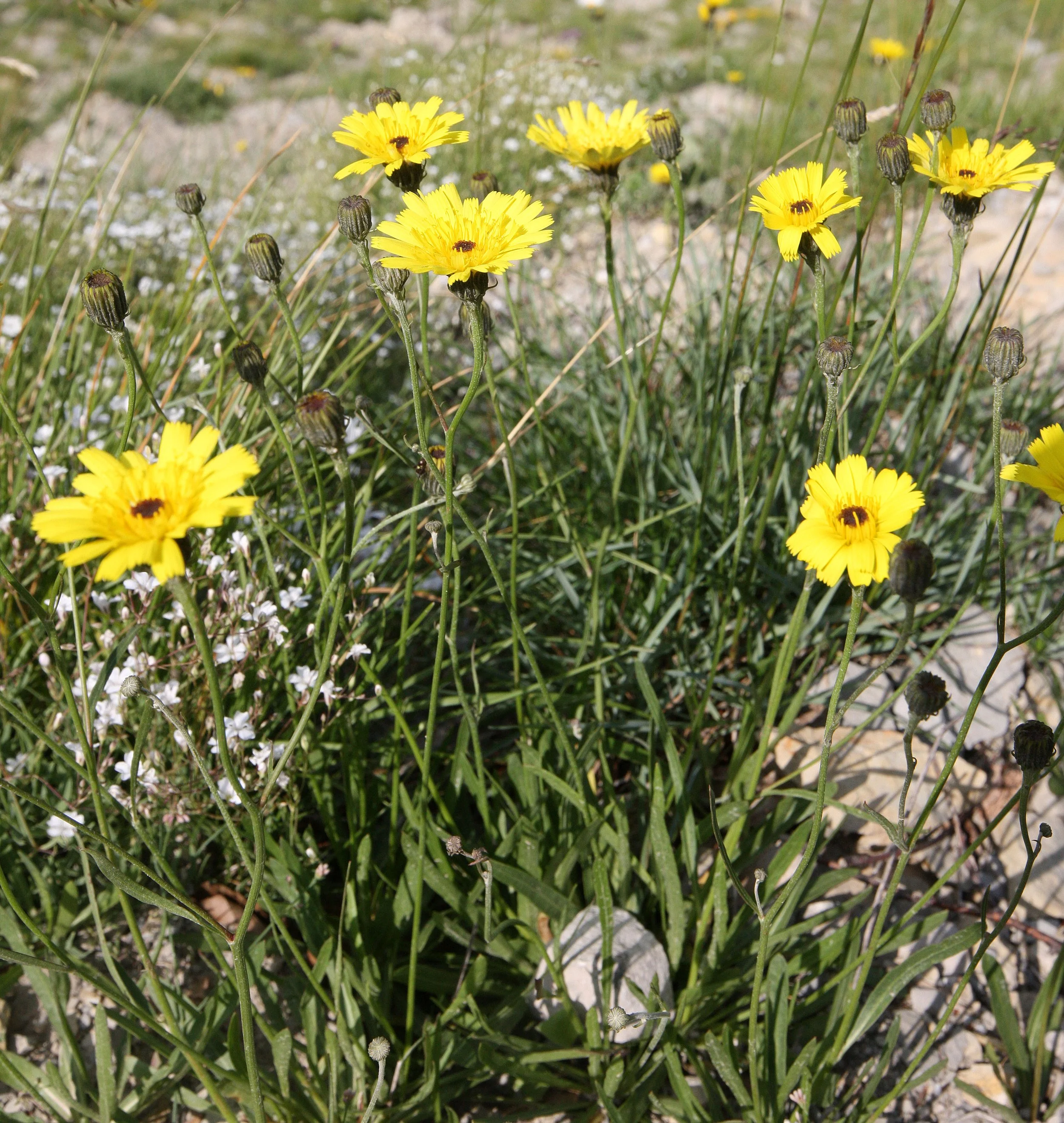 VERCORS NATIONAL PARK FRANCE (109).JPG