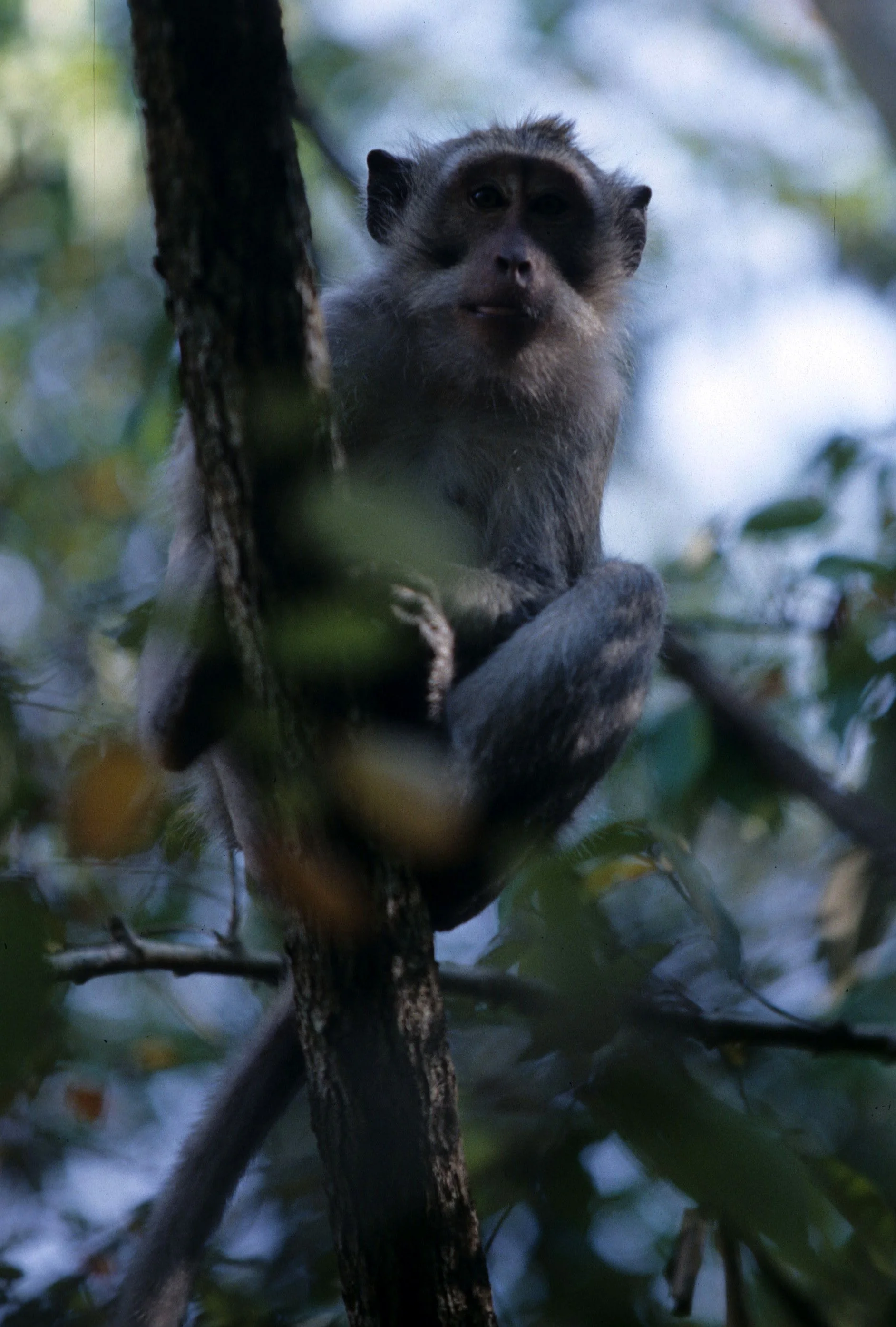 PRIMATE - MACAQUE SPECIES - BALI BARAT NP INDONESIA E.jpg