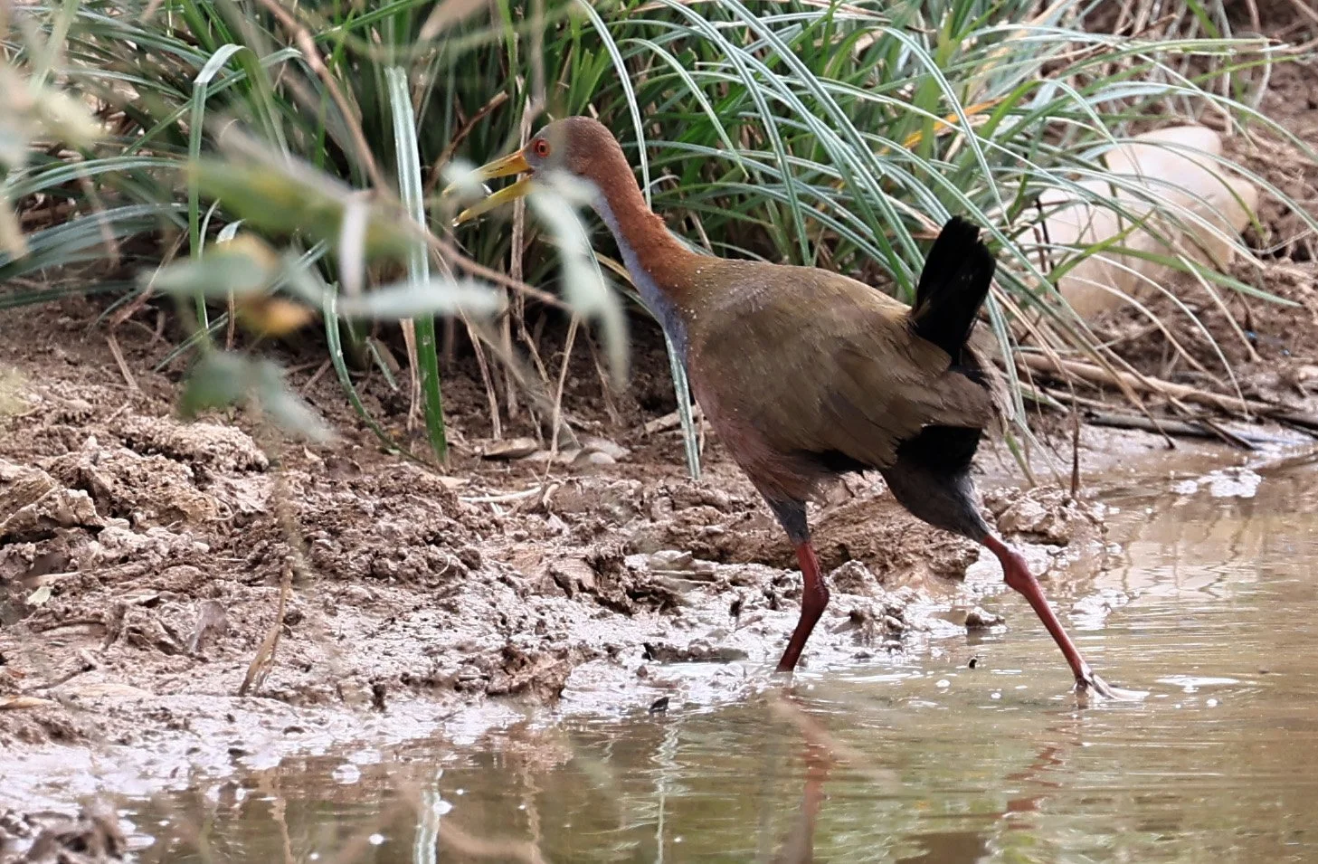 Gray-cowled Wood-Rail (Aramides cajaneus) Agua Dulce Paraguay.jpg