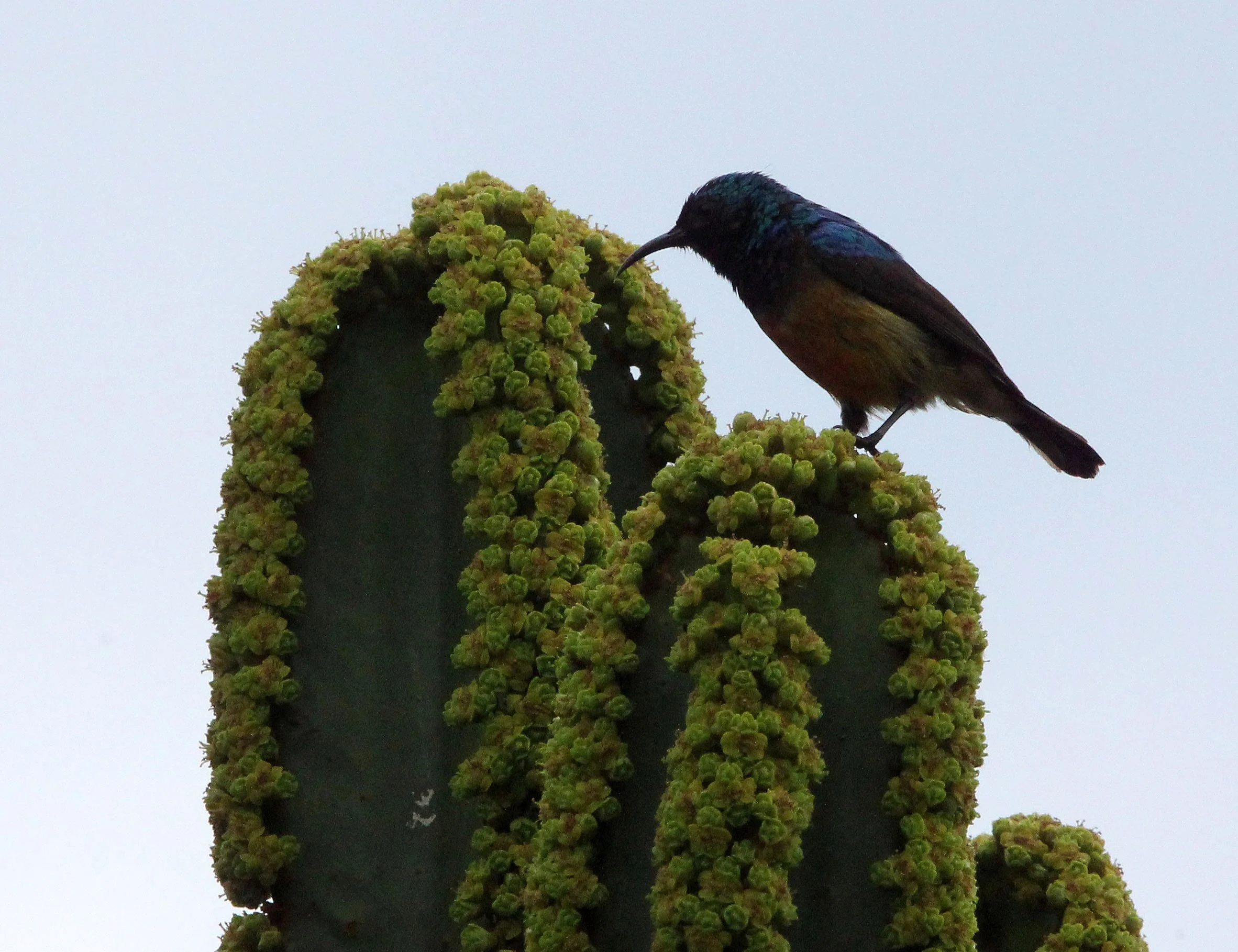 BIRD - SUNBIRD - REGAL SUNBIRD - RUHENGERI RWANDA (7).JPG