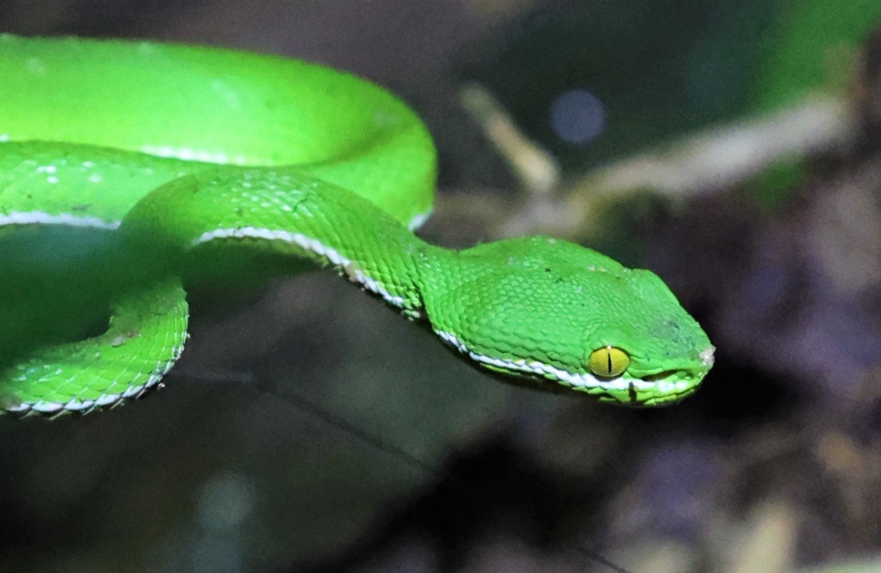 White-lipped Pit Viper (Trimeresurus albolabris)