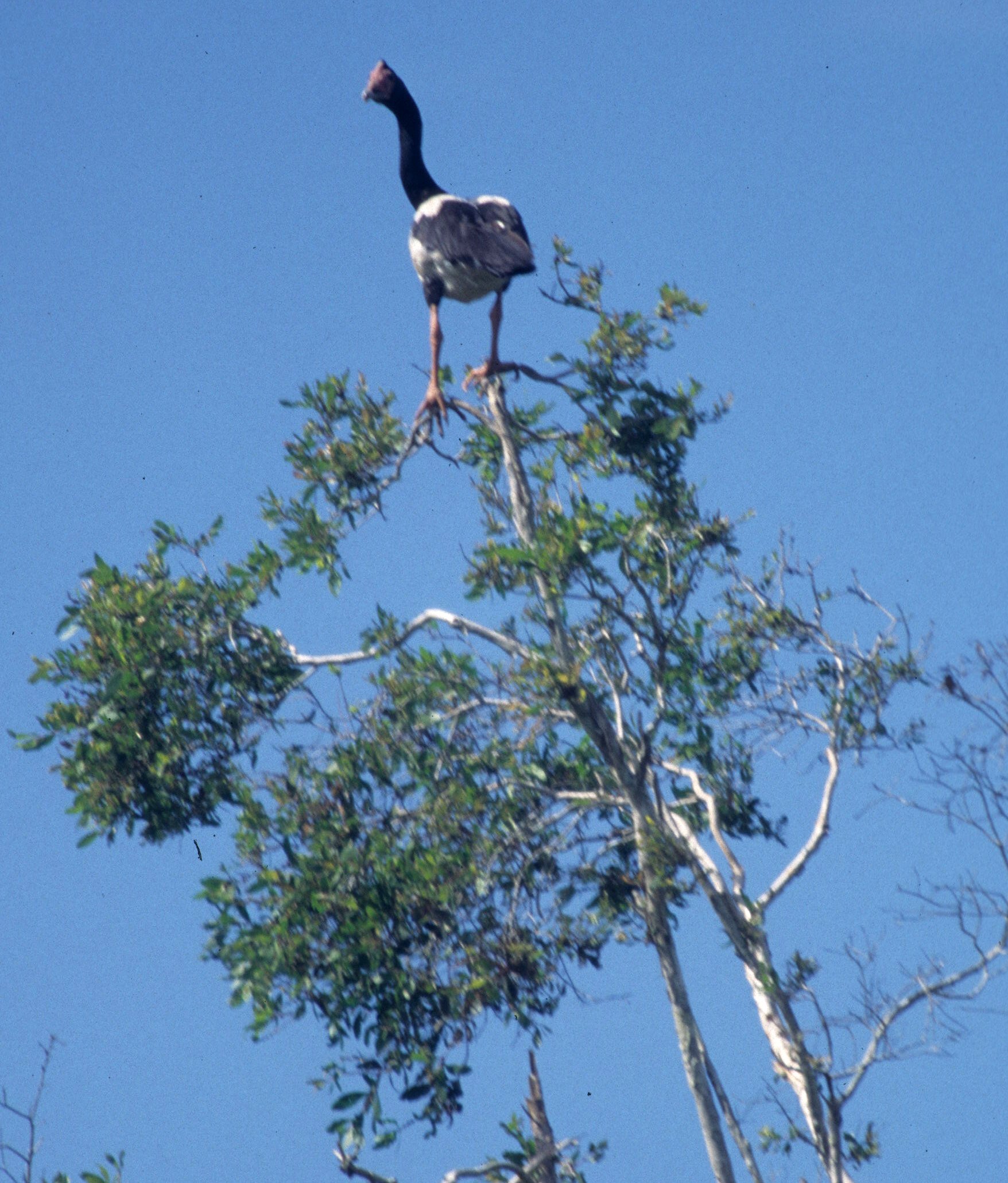 BIRD - GOOSE - MAGPIE GOOSE - KAKADU NP B.jpg