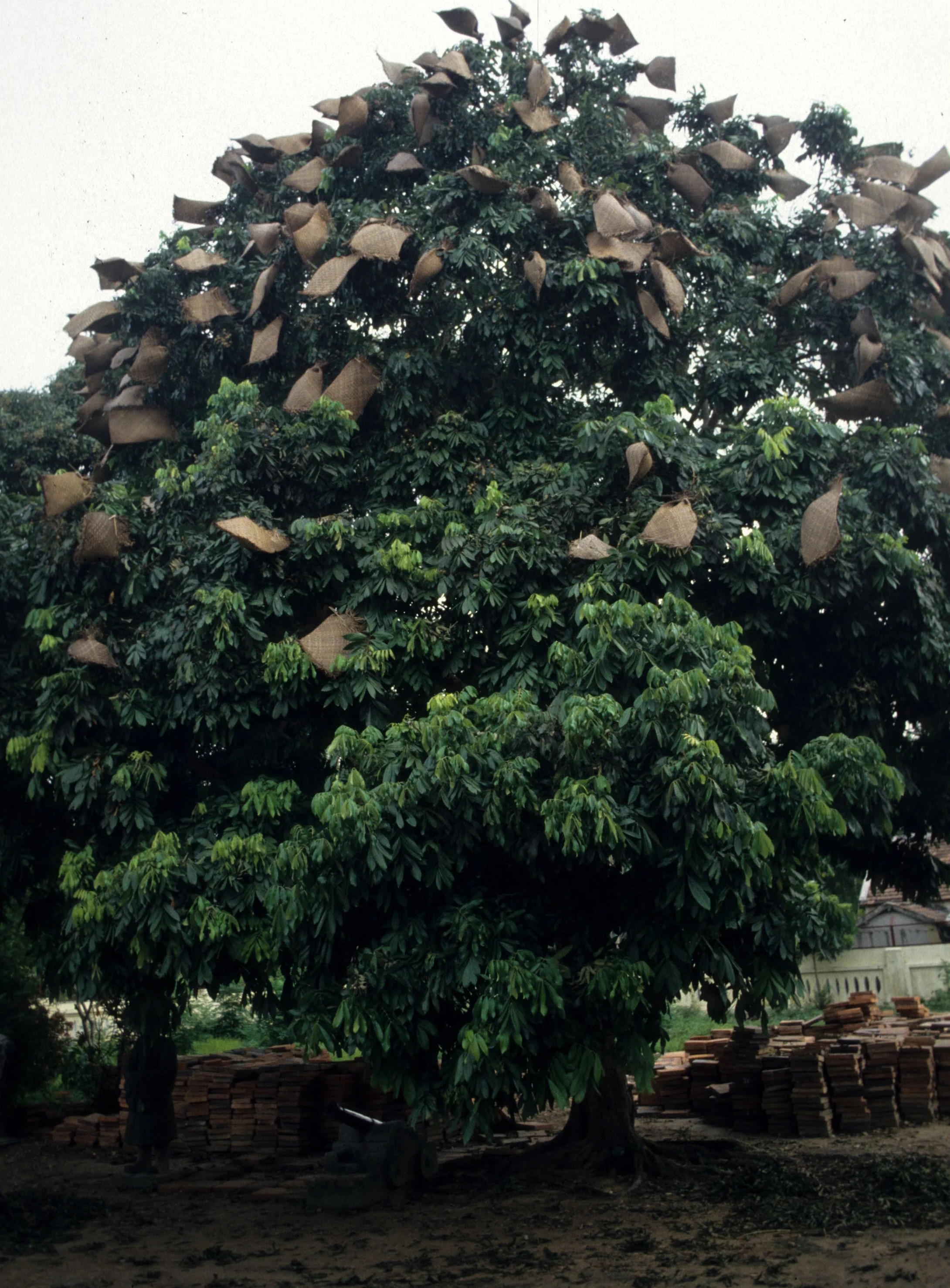 NORTH VIET NAM - LONGON FRUIT TREE.jpg