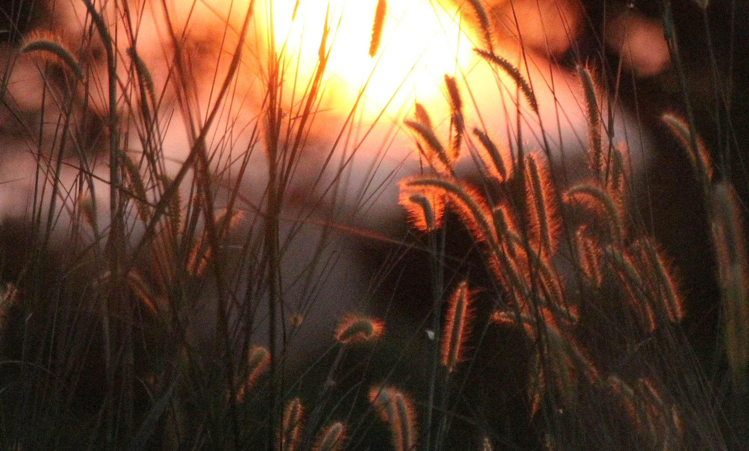 SIRIGIYA FOREST AREA SRI LANKA (5).JPG