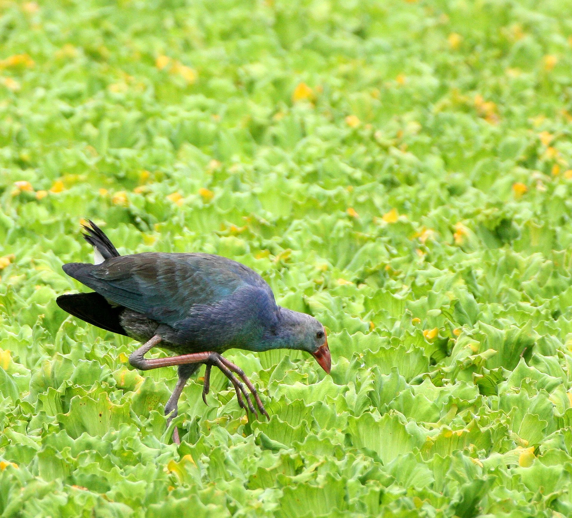 Purple Swamphen (Porphyrio porphyrio) Nakhon Si Thammarat Wetlands Thailand (6).JPG