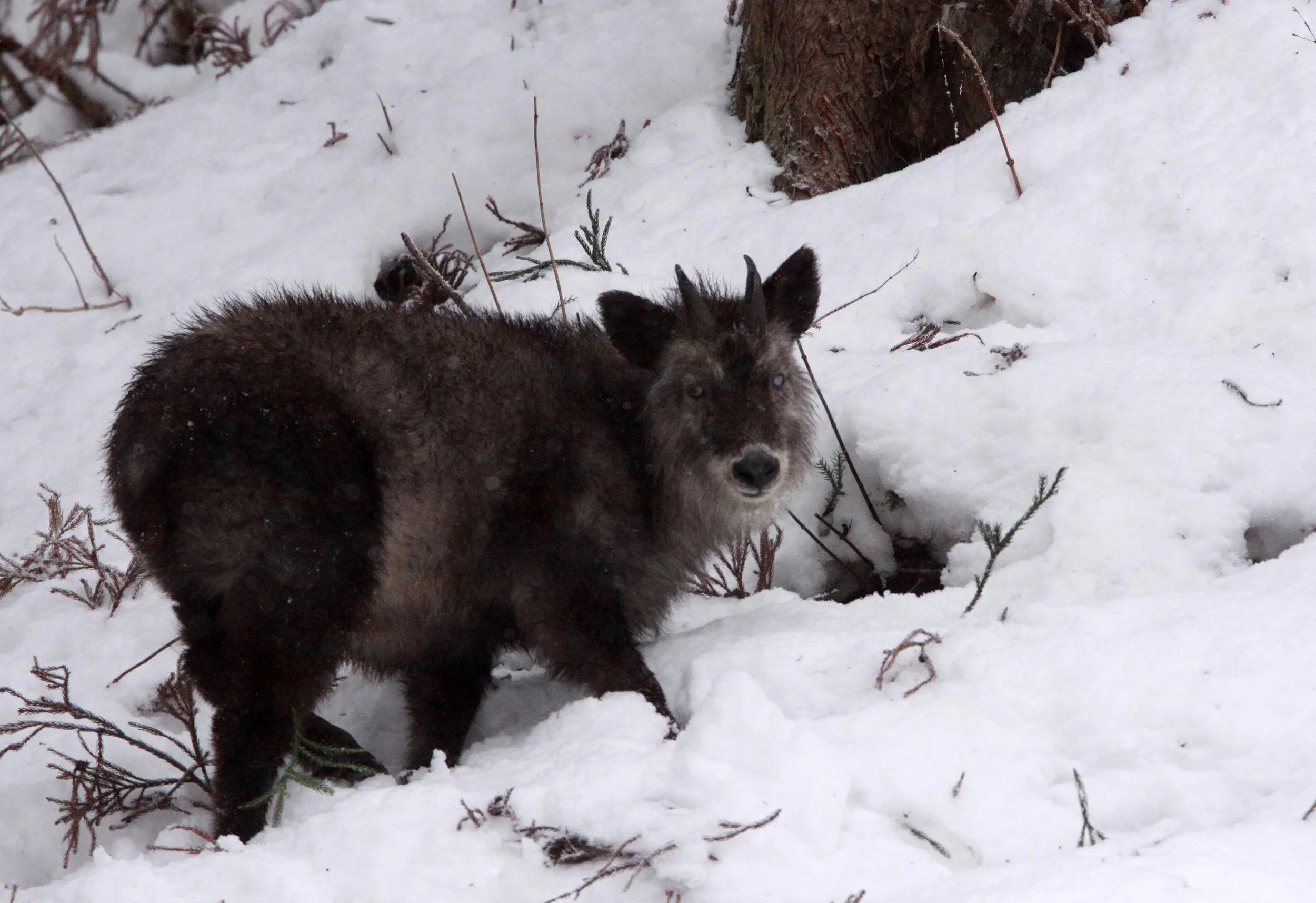 SEROW - JAPANESE SEROW - Capricornis crispus - JIGOKUDANI ONSEN NAGANO PREFECTURE JAPAN (45).JPG