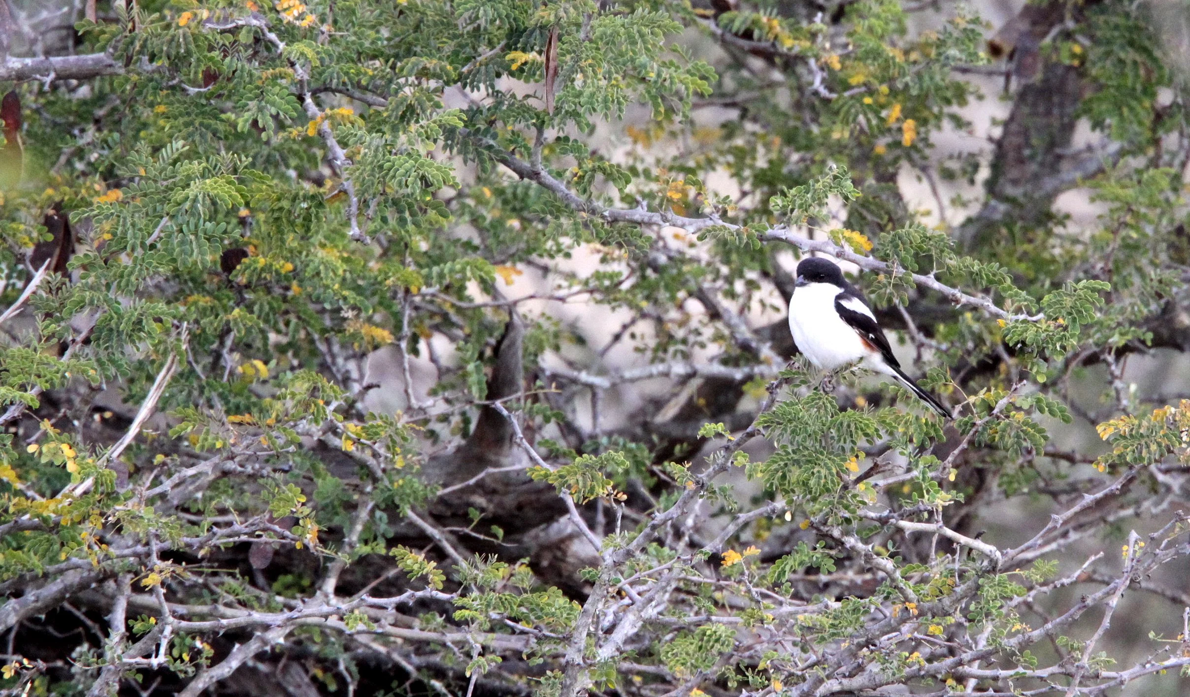 Common Fiscal Shrike (Lanius collaris) Imfolozi NP South Africa.JPG