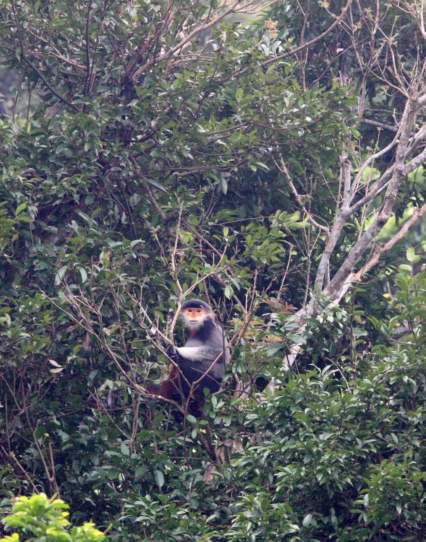 CERCOPITHECIDAE - Pygathrix nemaeus - RED-SHANKED DOUC - SON TRA PENINSULA DA NANG VIET NAM (84).JPG