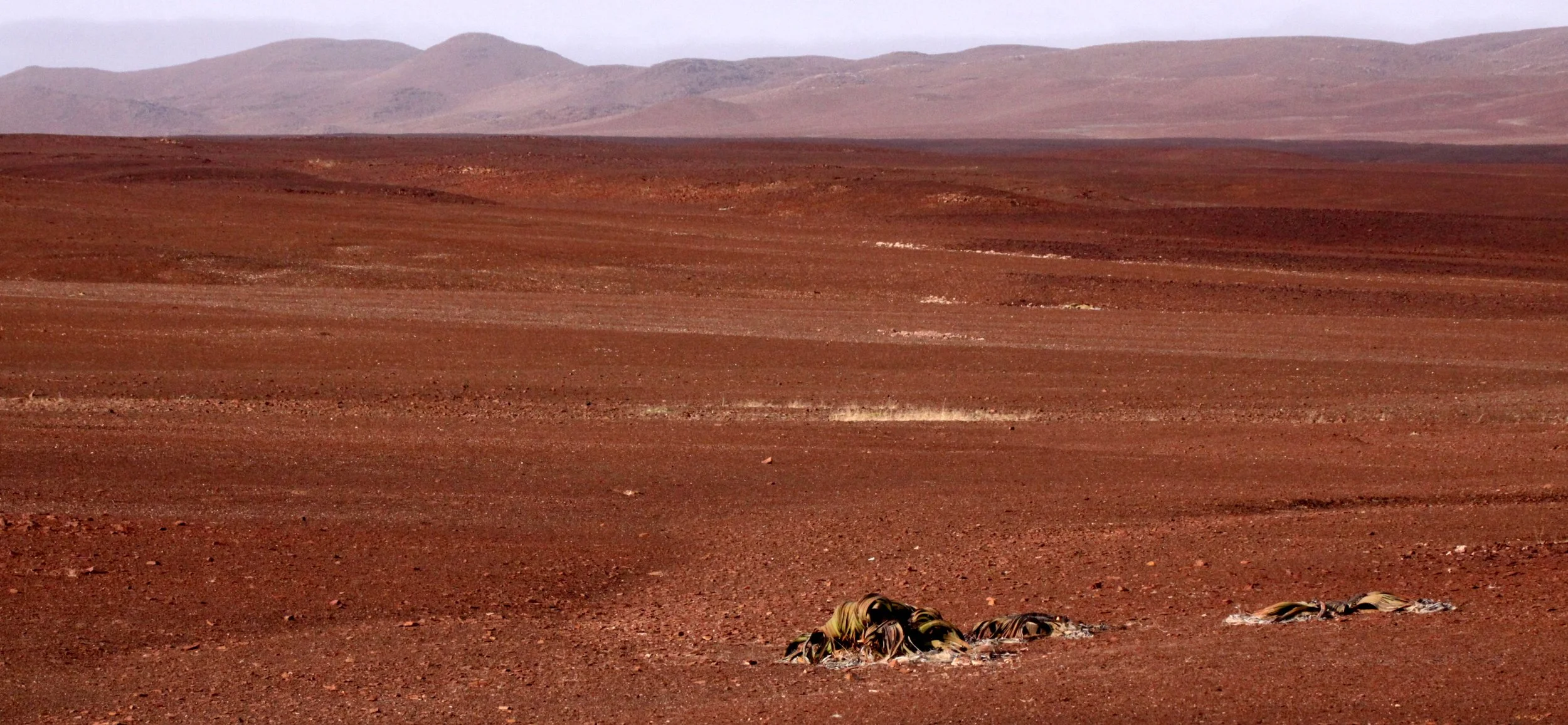 NAMIBIA - SKELETON COAST NATIONAL PARK - WELWITSCHIA SPECIES (5).JPG
