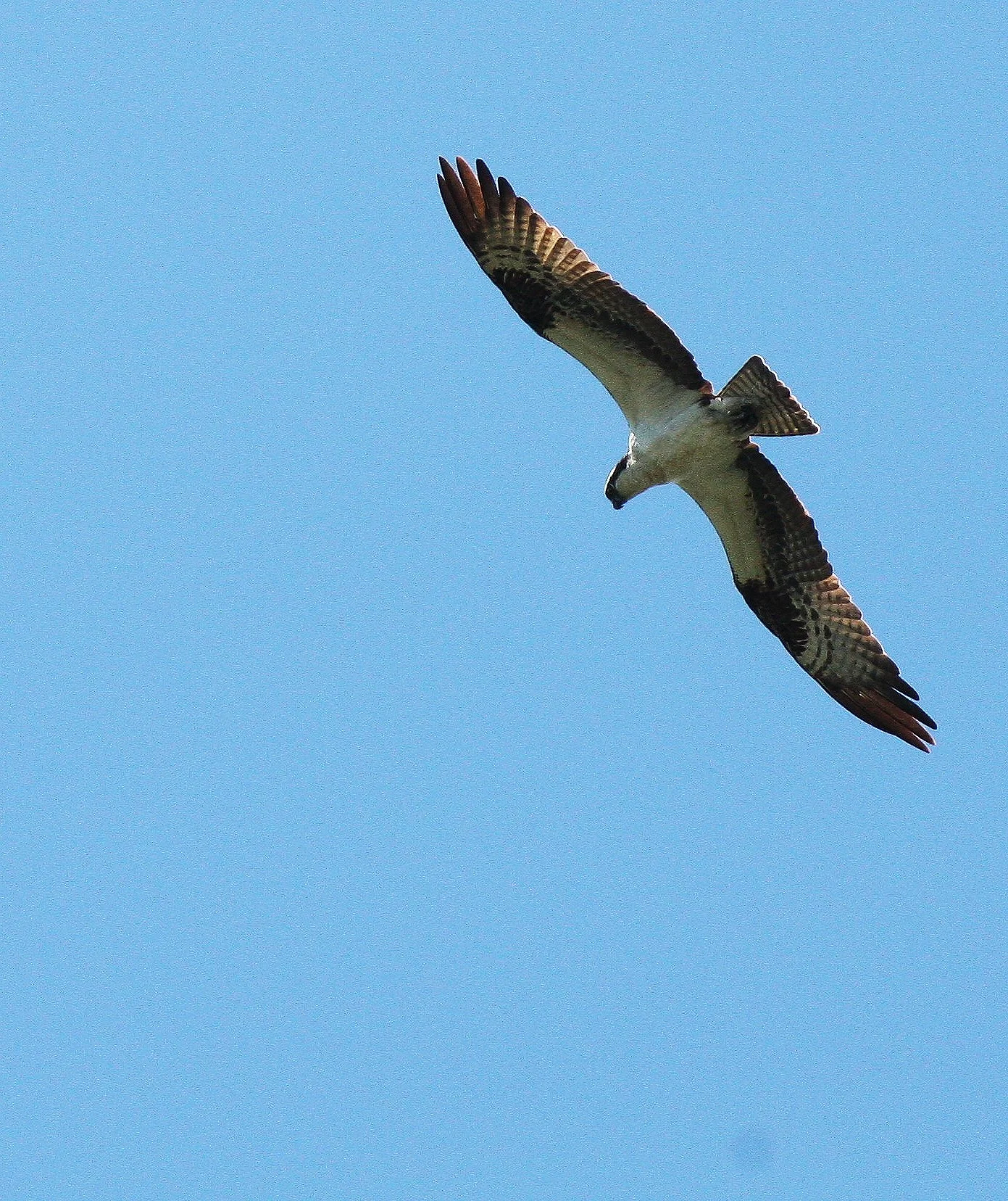 Pandion haliaetus - OSPREY - RIDGEFIELD NWR WA (9).JPG