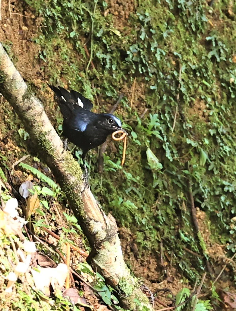 Myiomela leucura - WHITE-TAILED ROBIN - FRASER'S HILL, MALAYSIA JUNE 2022 (1).jpg