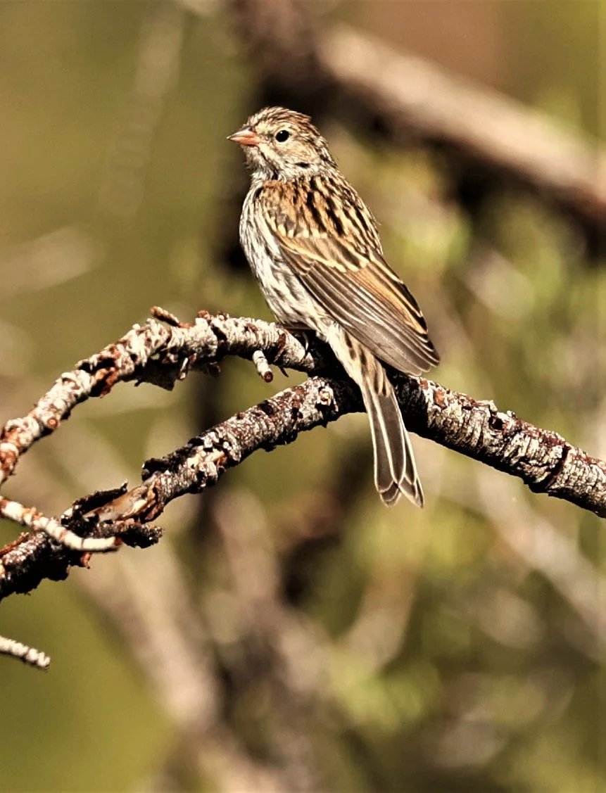 House Finch (Haemorhous mexicanus) Desert Viewpoint & Campground, Mt Charleston, Nevada (4).jpg