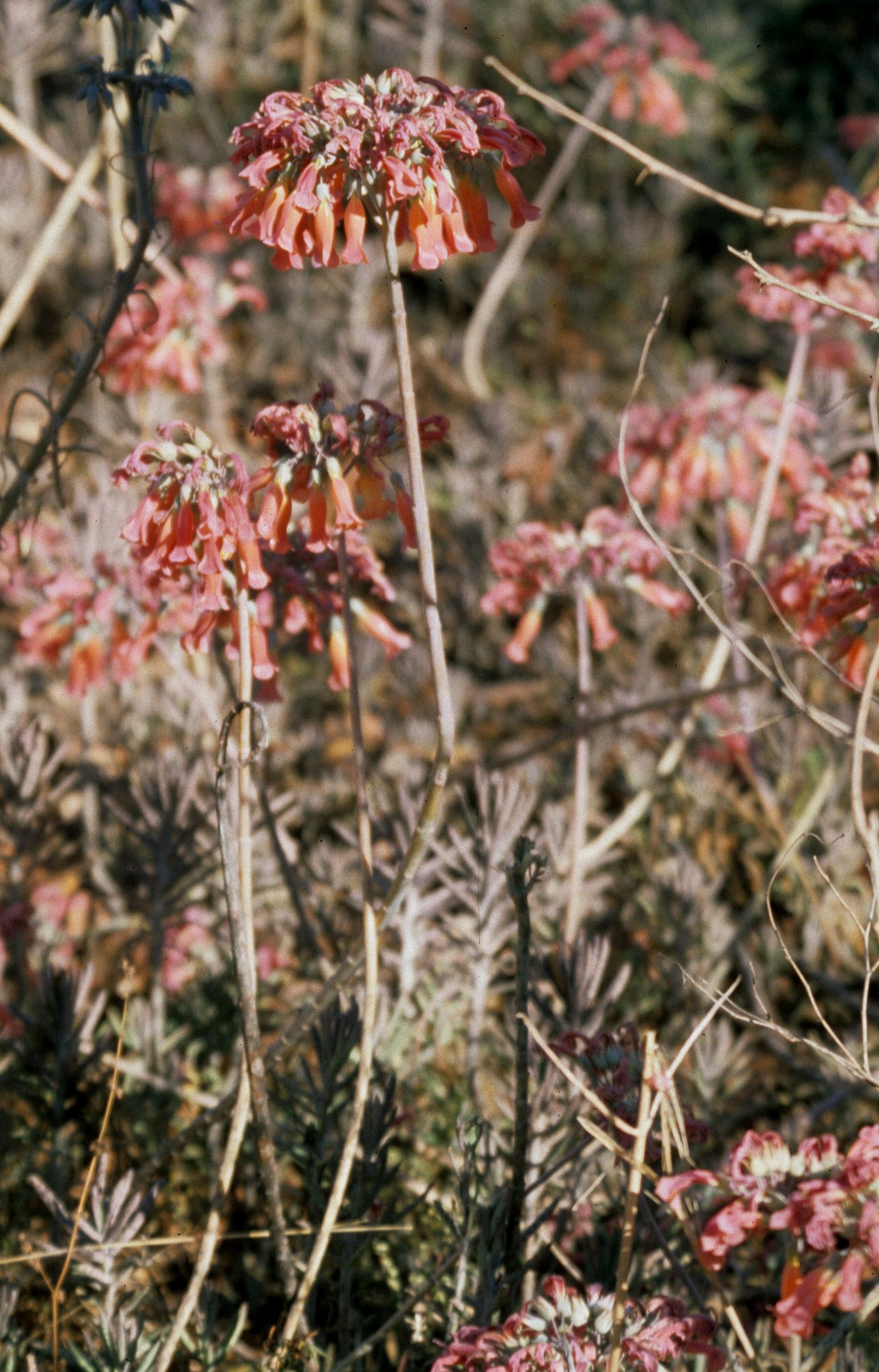 RSA - PLANT.jpg