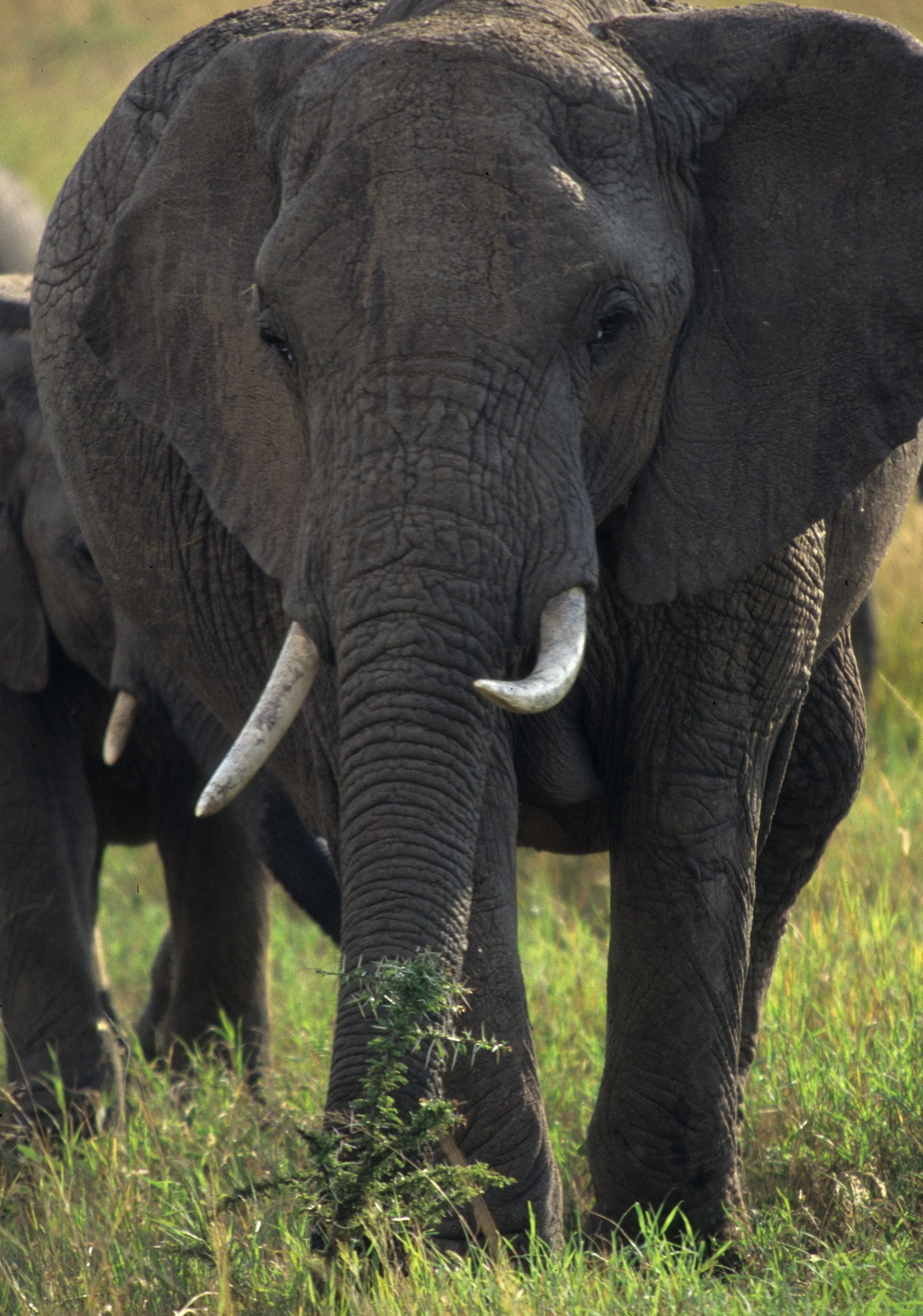 ELEPHANT - SERENGETI 29.jpg