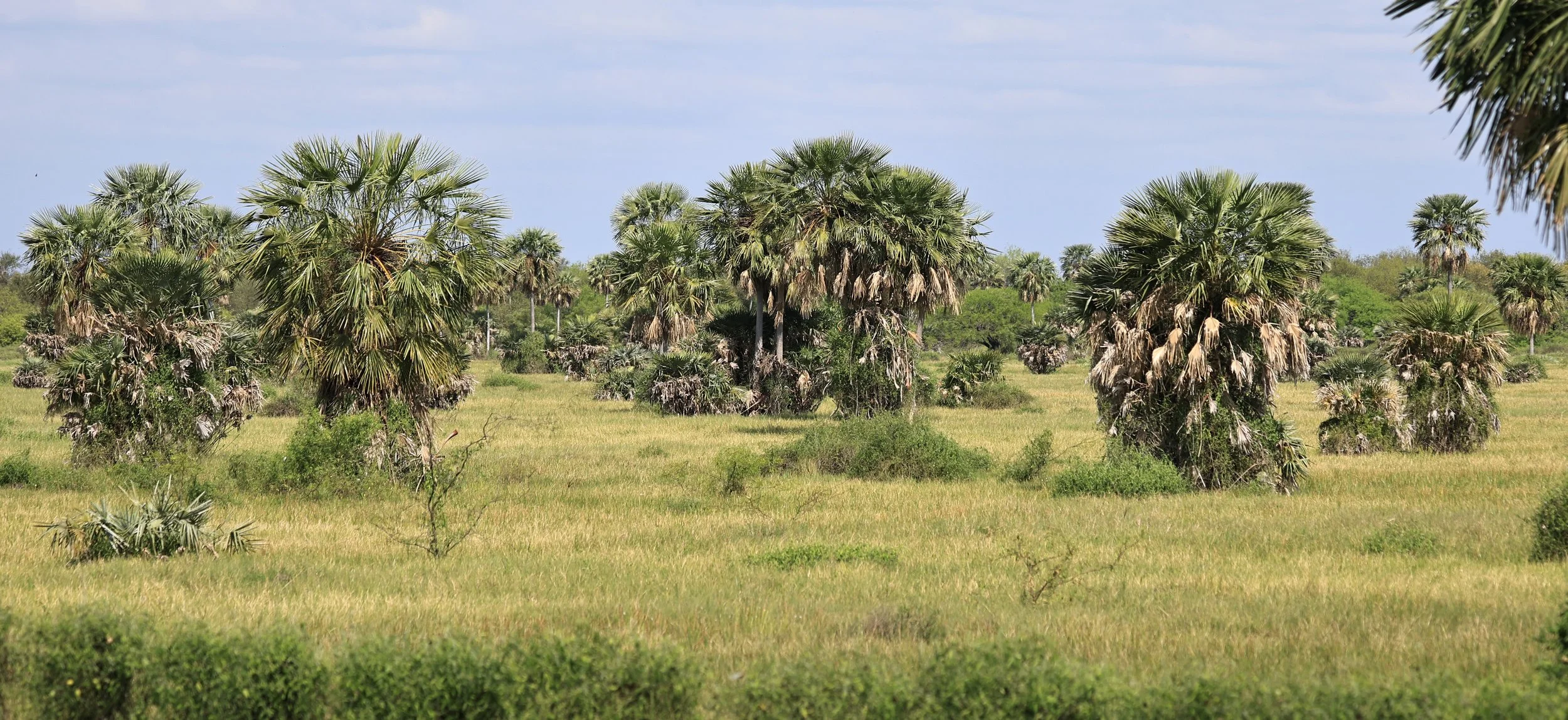 Wet Chaco!  Northern Chaco Palm Swamp or Southern Chaco Floodplain Forest & Woodland