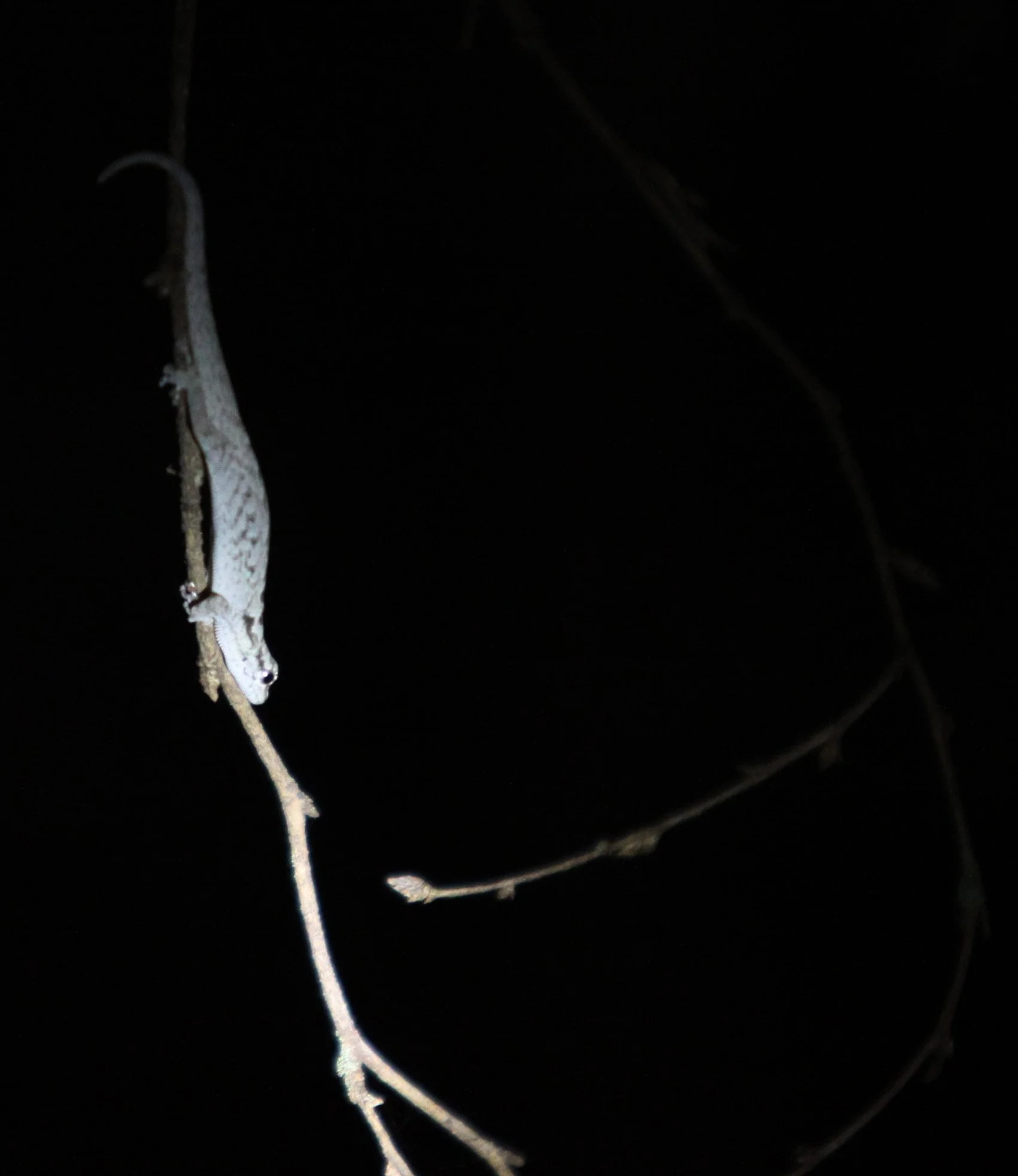 Unknown Gecko Species - Berenty Madagascar