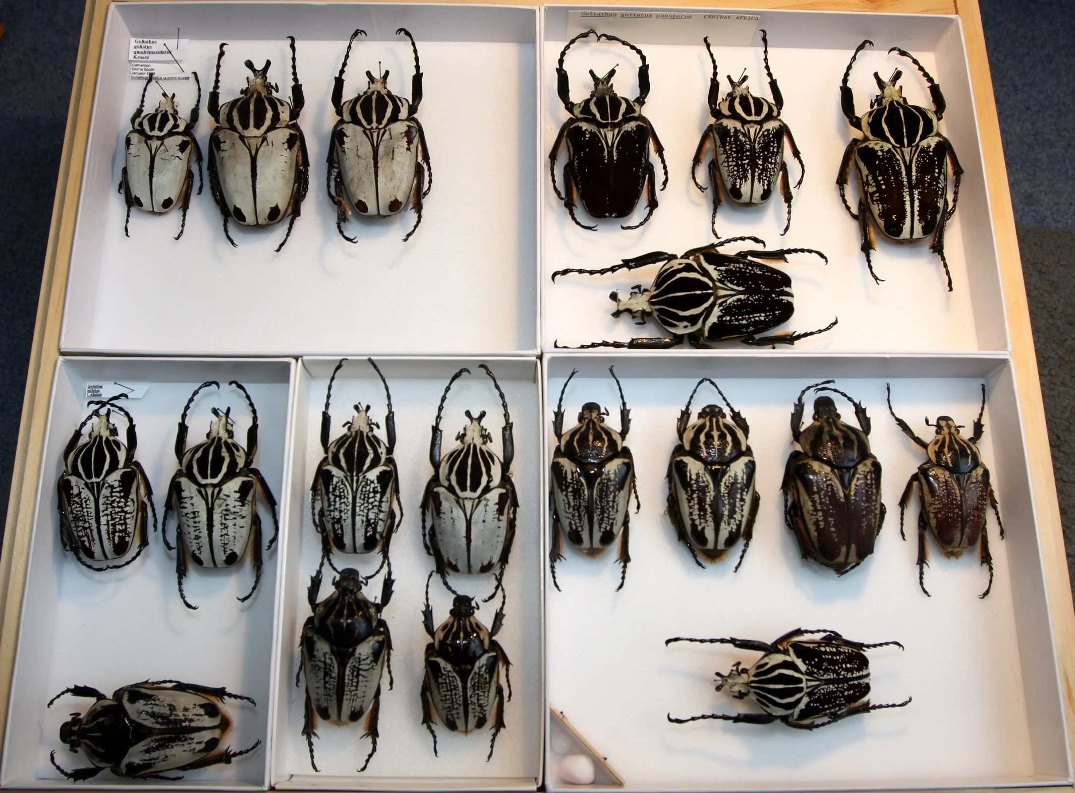 Cetoniinae 9 – Goliathini – Goliathus species.JPG