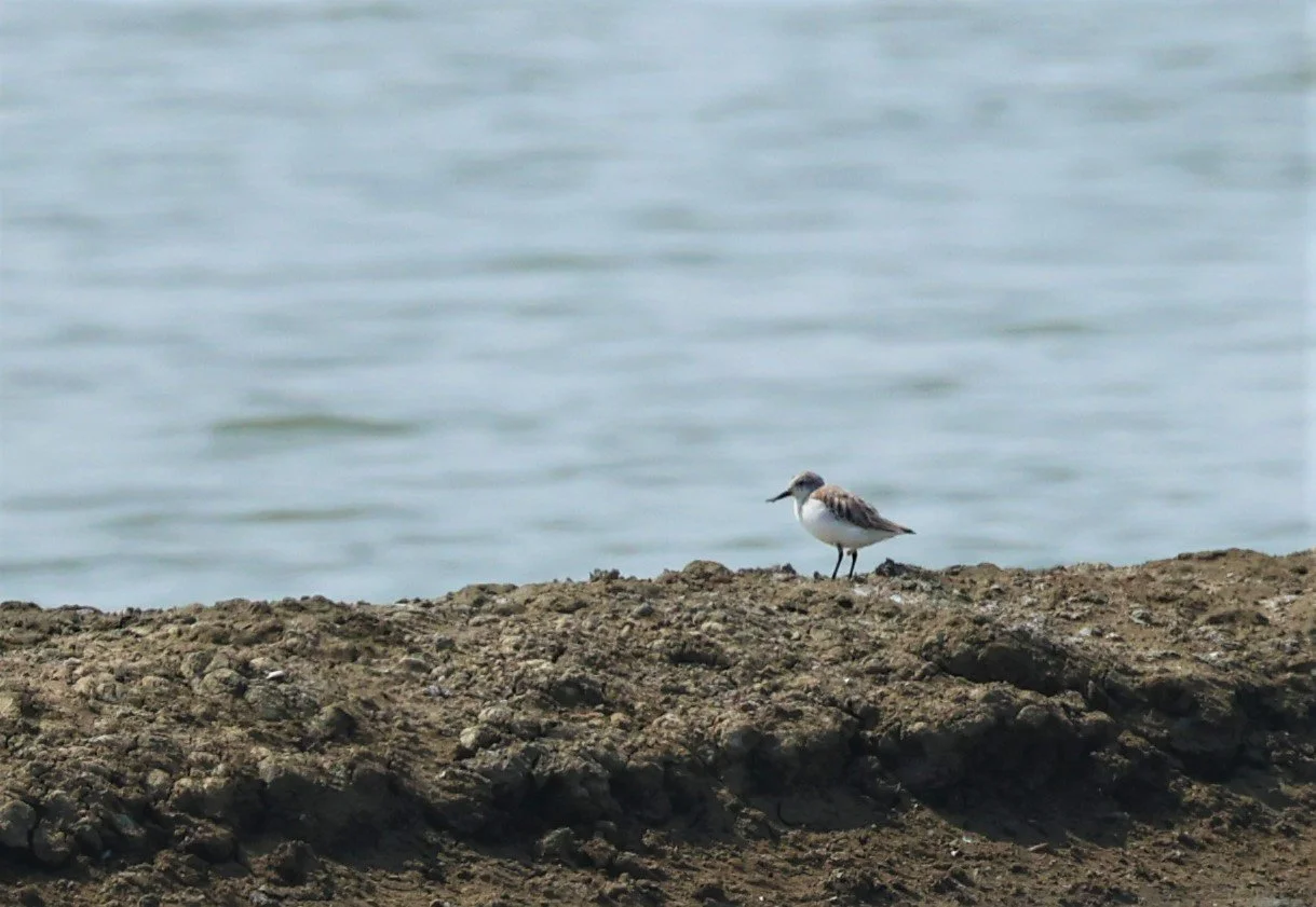 SANDPIPER - SPOON-BILLED SANDPIPER - Calidris pygmeus - PAK THALE SALT PONDS MARCH 2022 (2).jpg