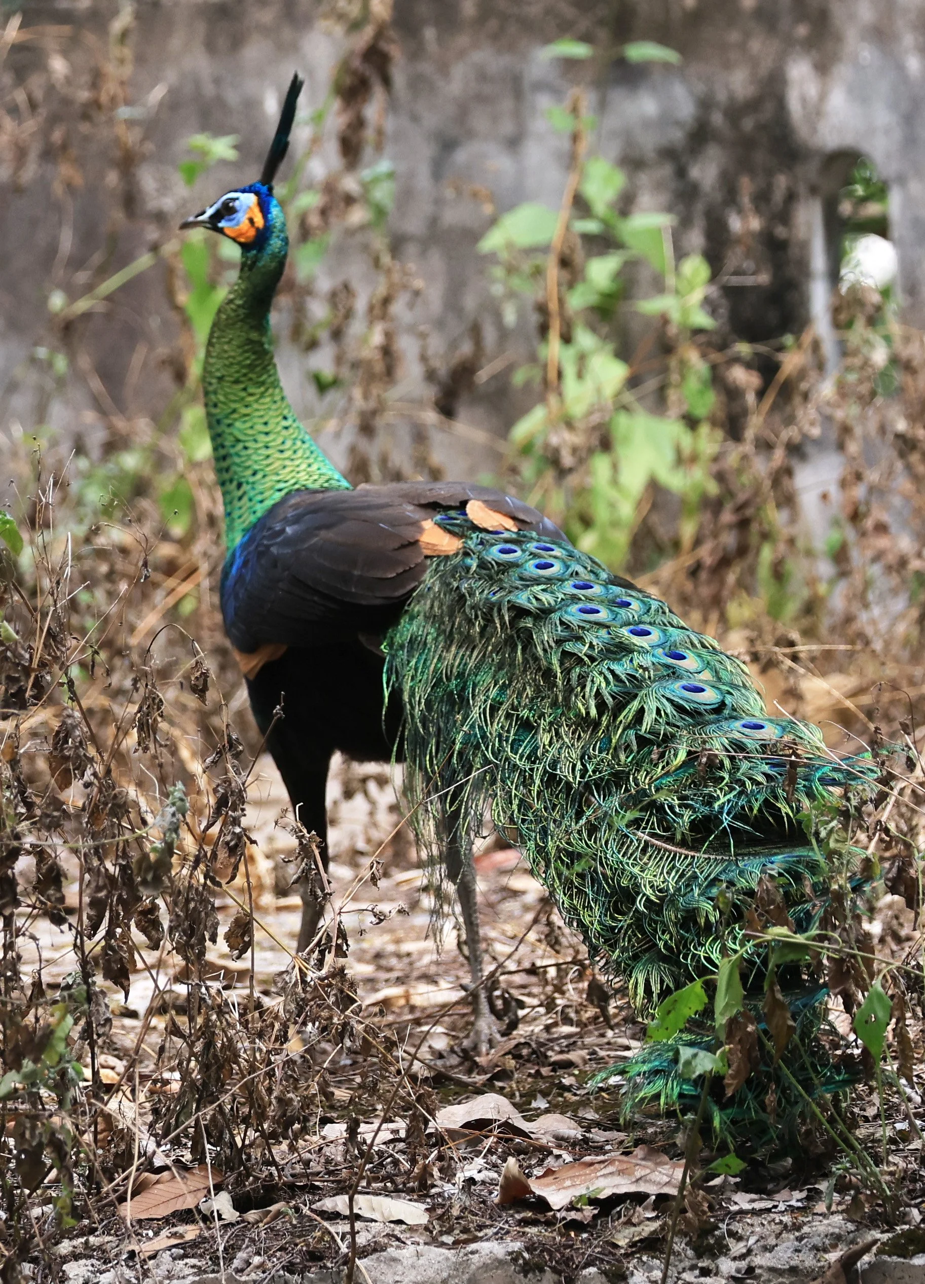 Green Peafowl (Pavo muticus) Doi Butsarakham Phayao Province (9).jpg
