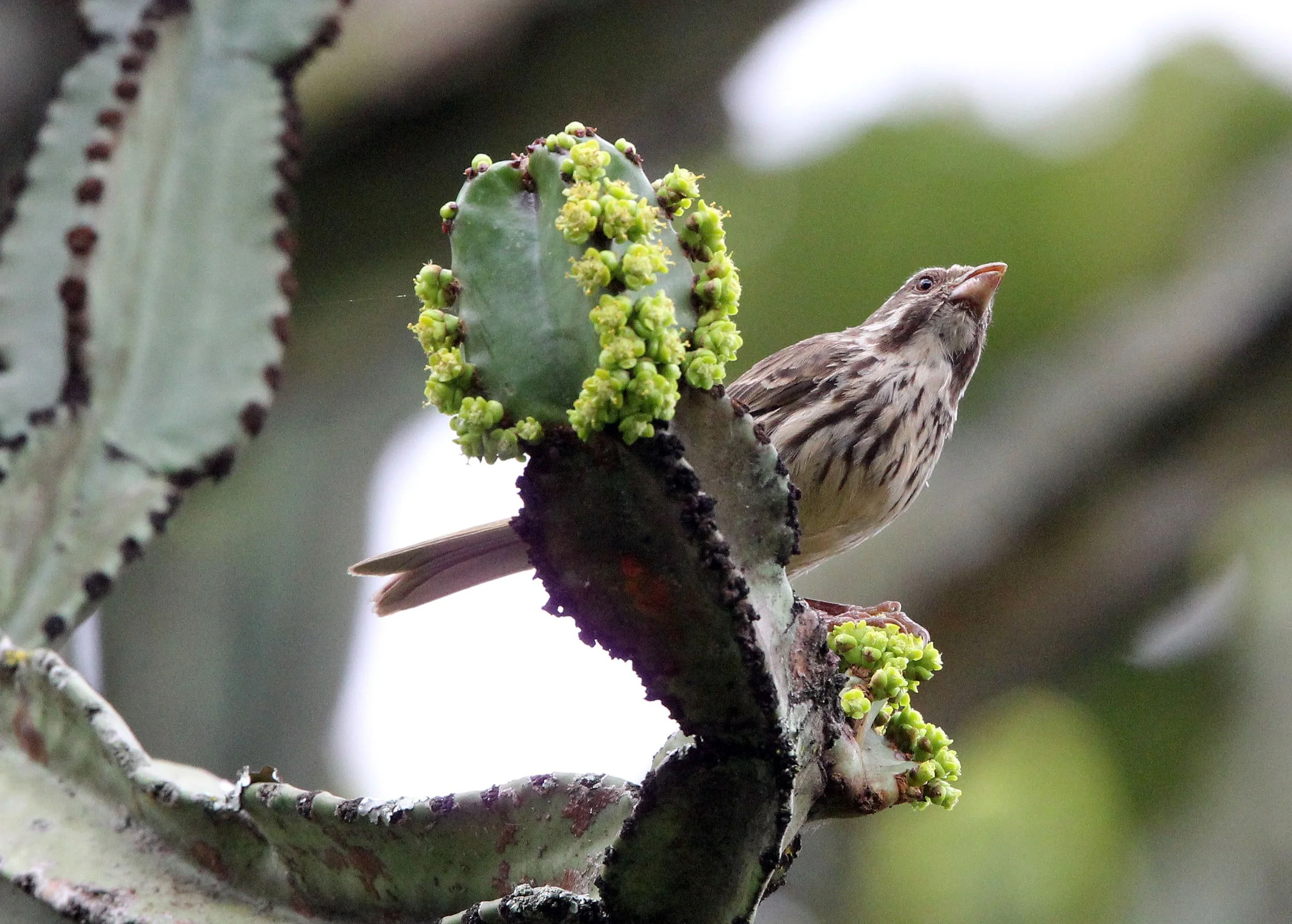 Streaky Seedeater (Crithagra striolata) Ruhengeri Rwanda (4).JPG