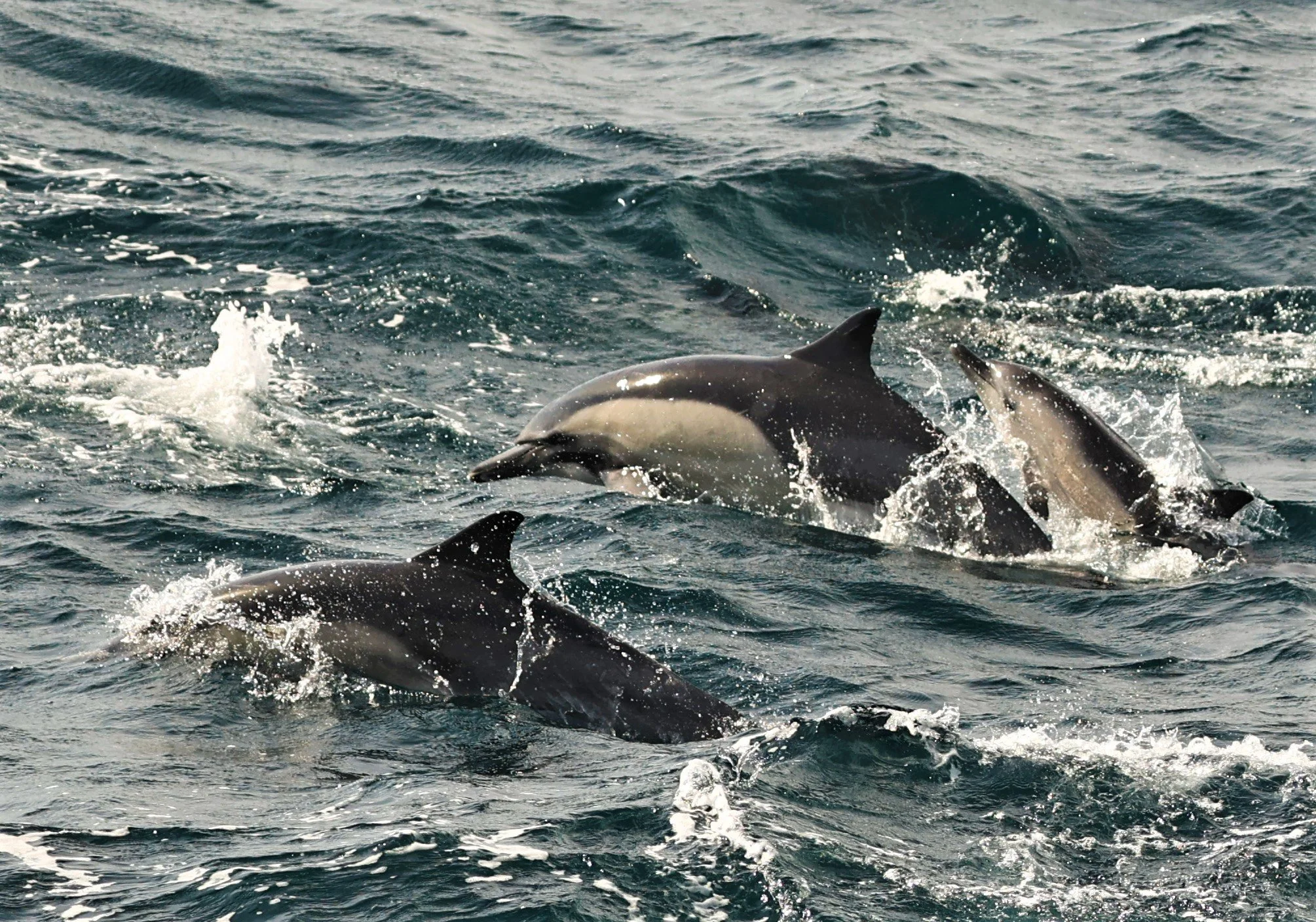 Delphinus delphis - SHORT-BEAKED COMMON DOLPHIN - SANTA CRUZ ISLAND CHANNEL ISLANDS NATIONAL PARK 2022  (14).jpg