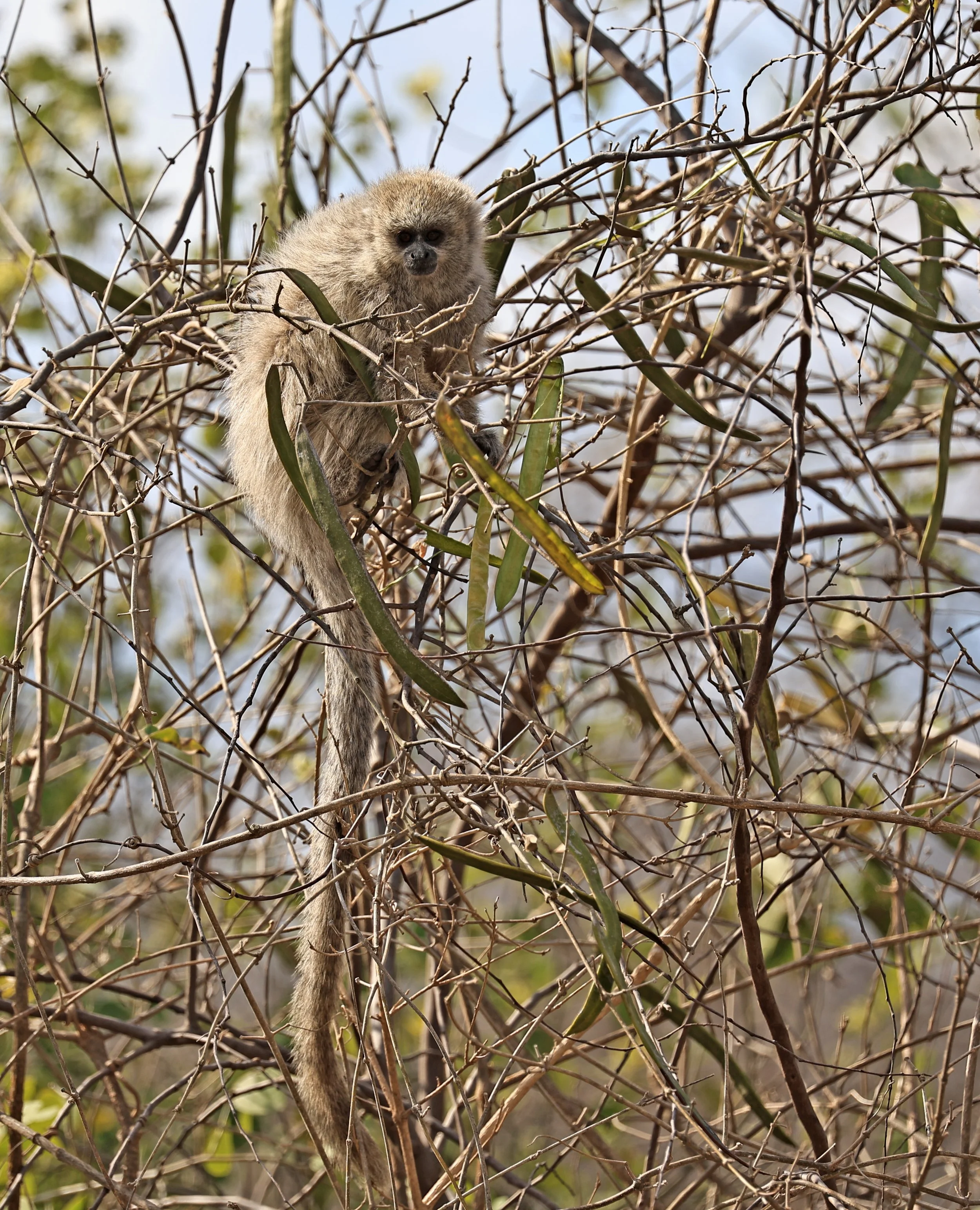 Chacoan Titi (Plecturocebus pallescens) Agua Dulce Paraguay (15).jpg