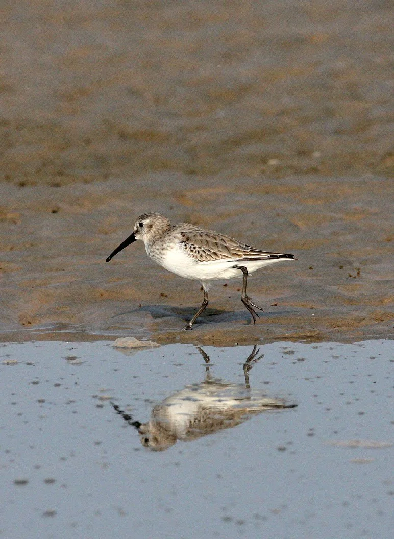 BIRD - DUNLIN -  NANKOU, RUDONG, CHINA (14).JPG