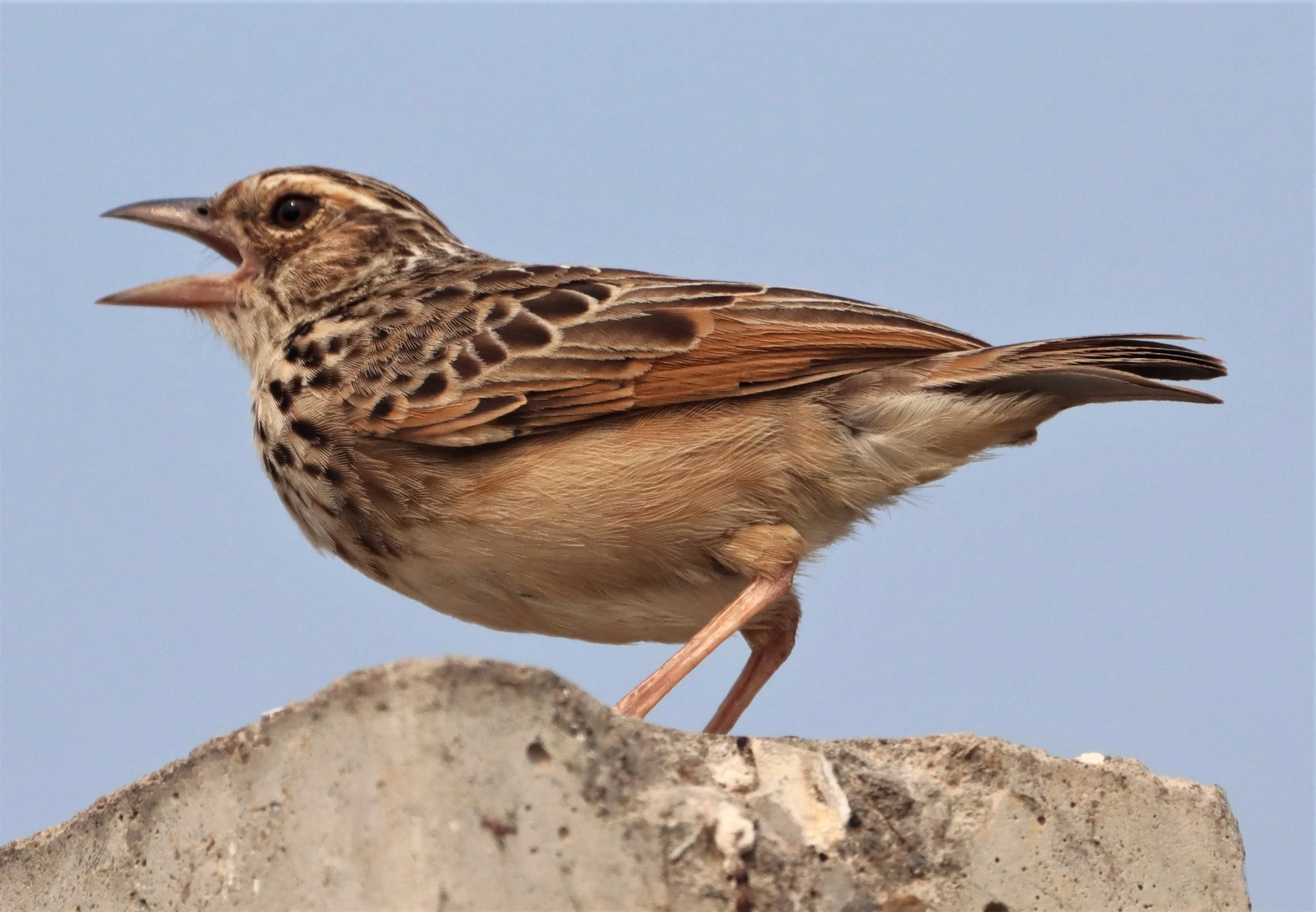 Indochinese Bushlark (Mirafra erythrocephala) Bang Khaem Wetlands Nakhon Pathom (14).jpg
