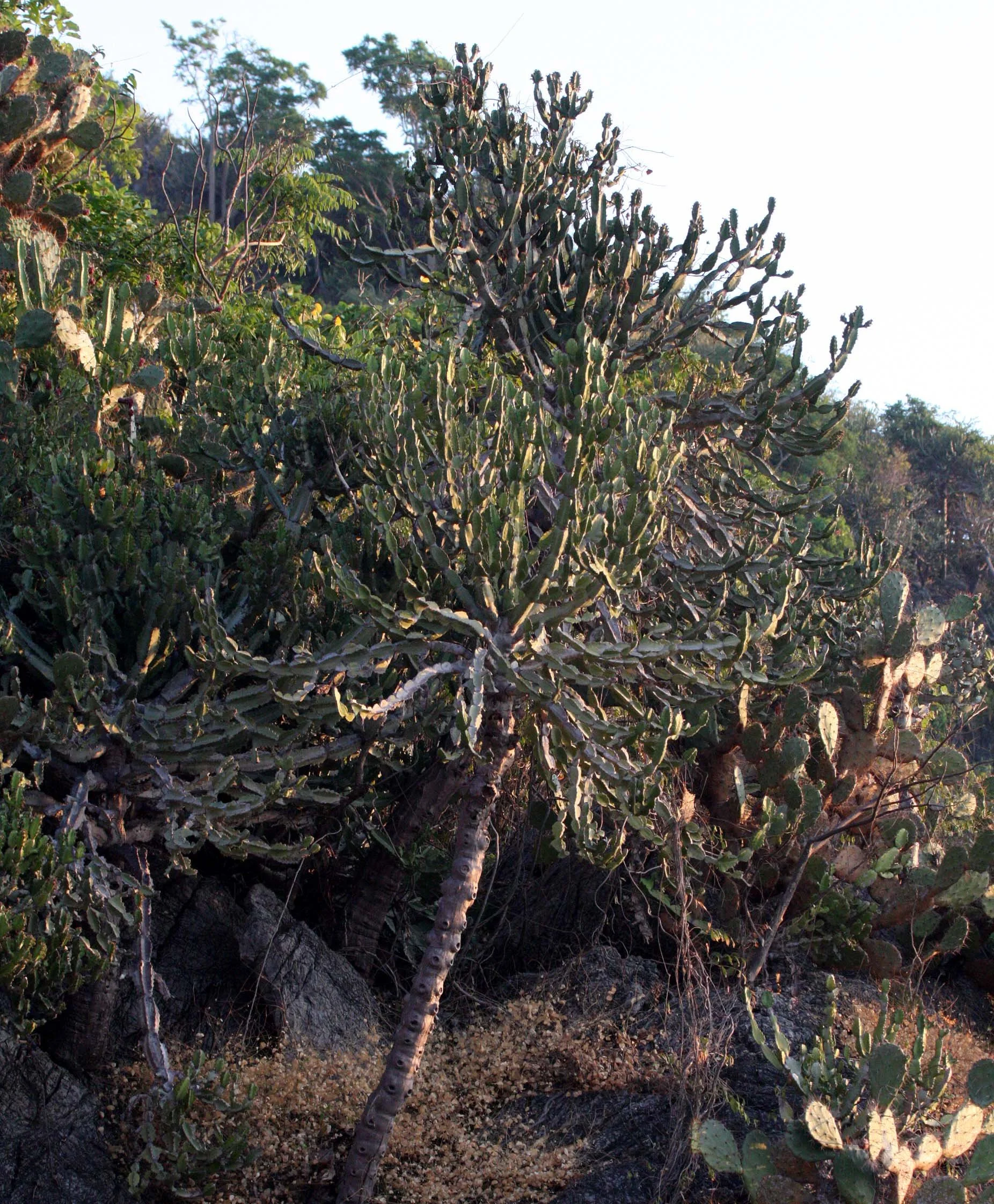 KHAO SAM ROI YOT THAILAND - PLANT SPECIES (2).JPG