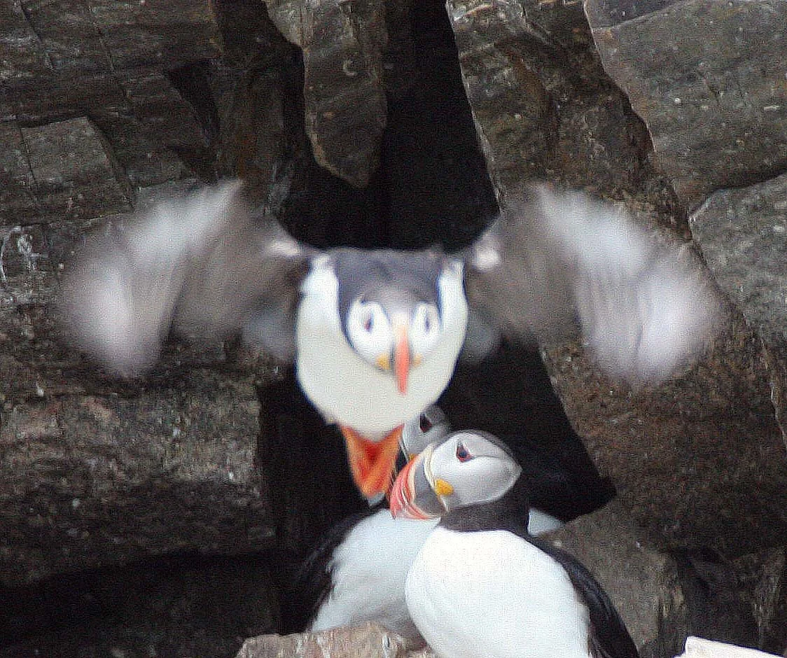 Fratercula arctica - ATLANTIC PUFFIN - SVALBARD (51).jpg