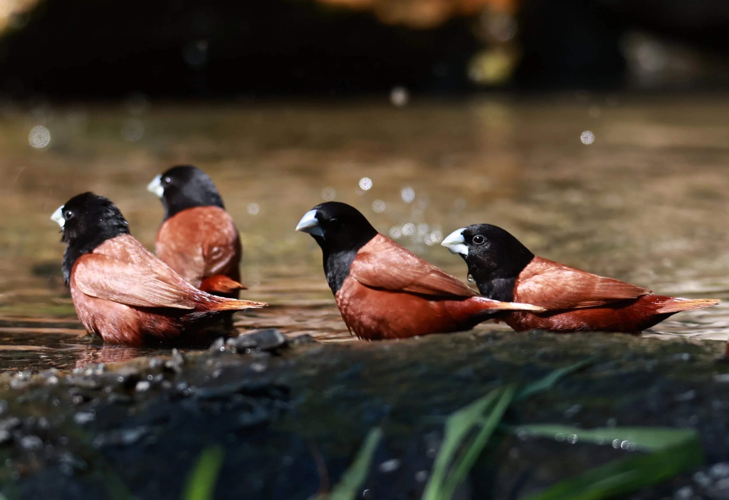 Munia - Black-headed Munia - Lonchura malacca - Bang Pu Mangrove Forest Reserve, Samut Prakan March 30, 2024 (60).jpg