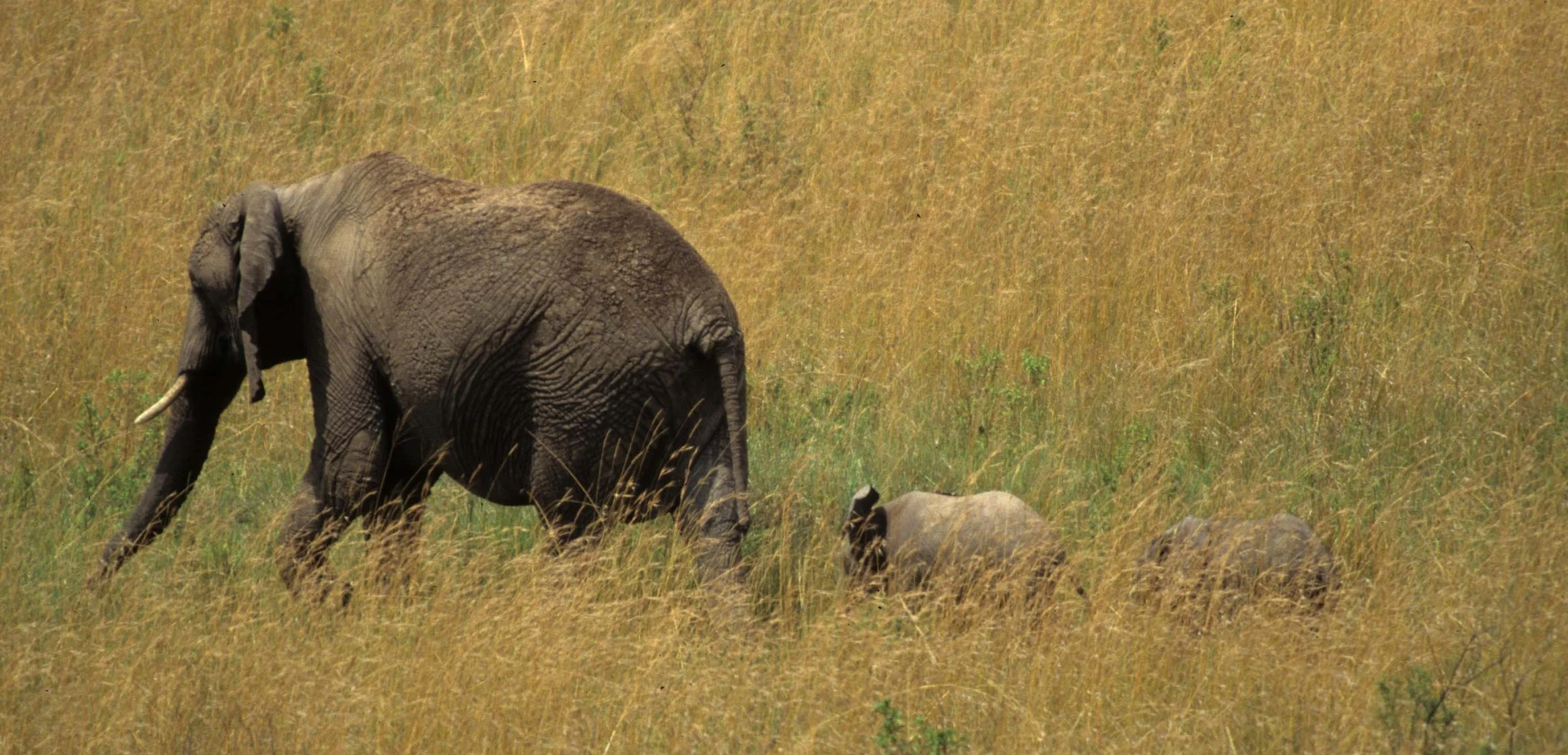ELEPHANT - SERENGETI 15.jpg