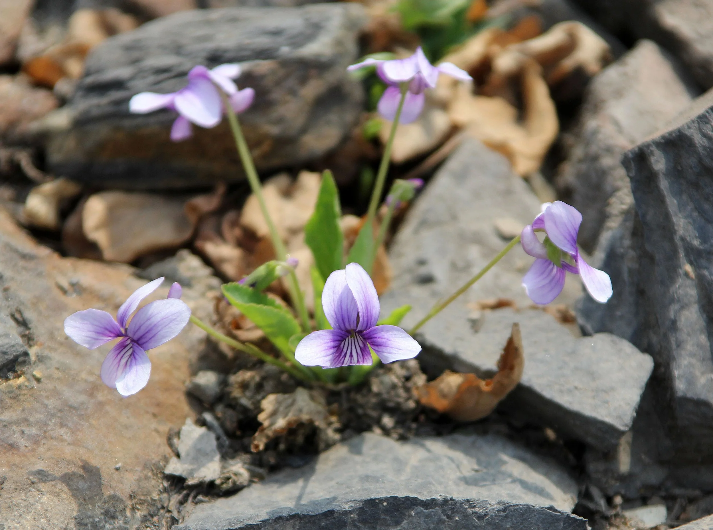DONGHEKOU EARTHQUAKE VILLAGE AND MEMORIAL - SICHUAN CHINA  (1).JPG