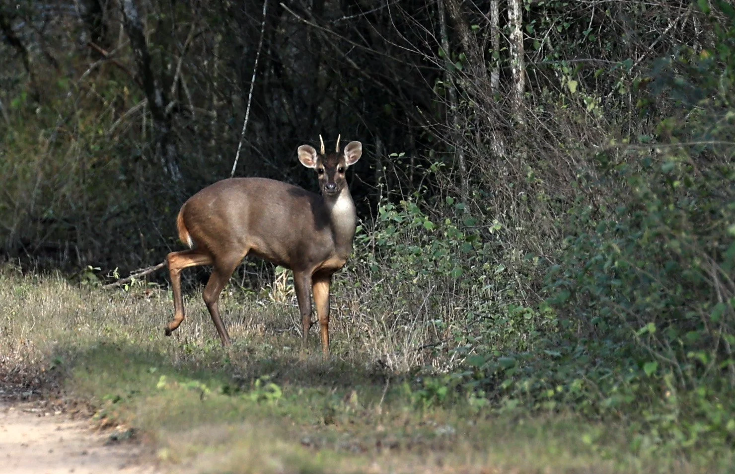 Southern Brown Brocket (Subulo gouazoubira) Selva Serena Natural Reserve (18).jpg