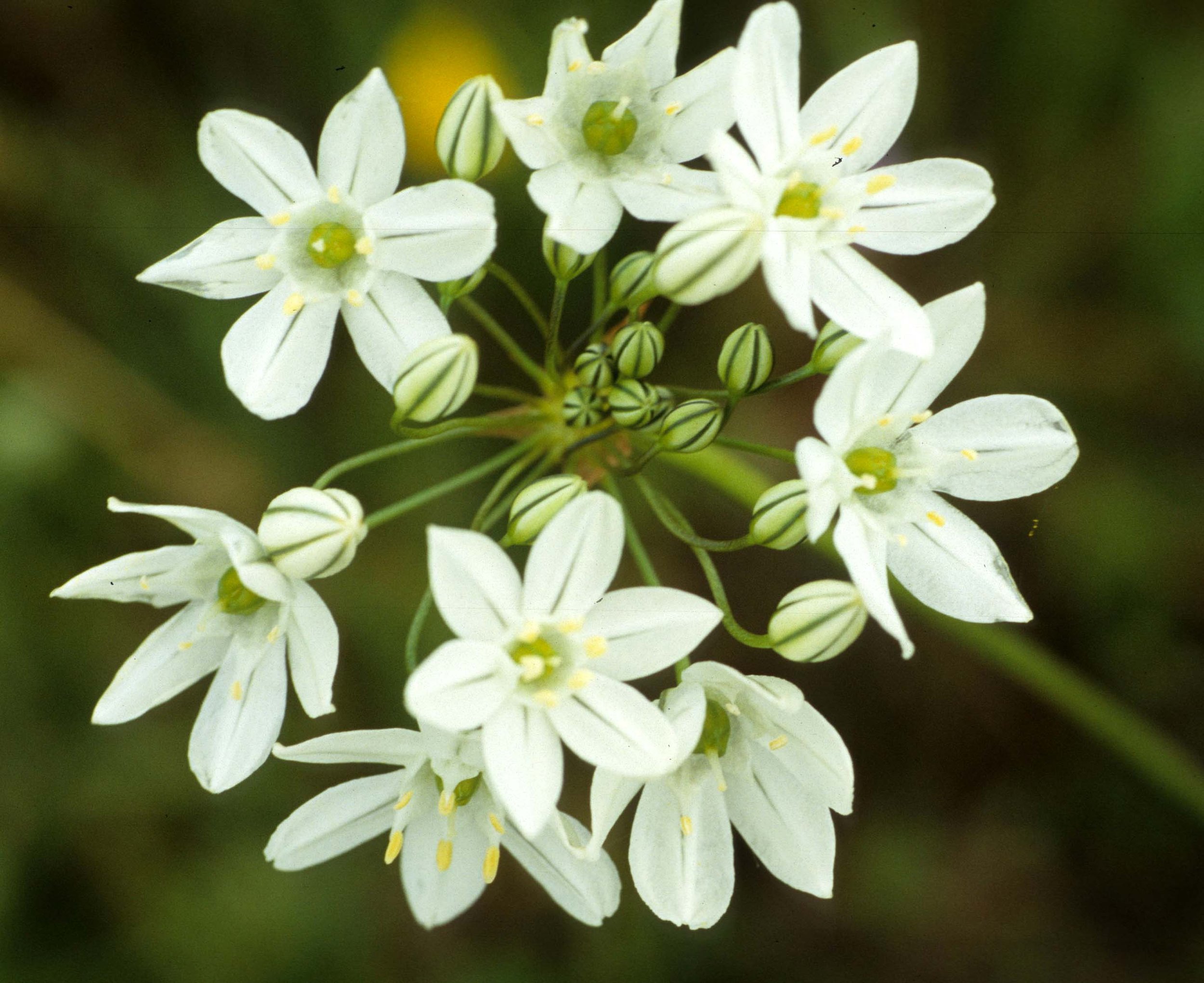 MONTANA - GLACIER - BRODEA SPECIES.jpg