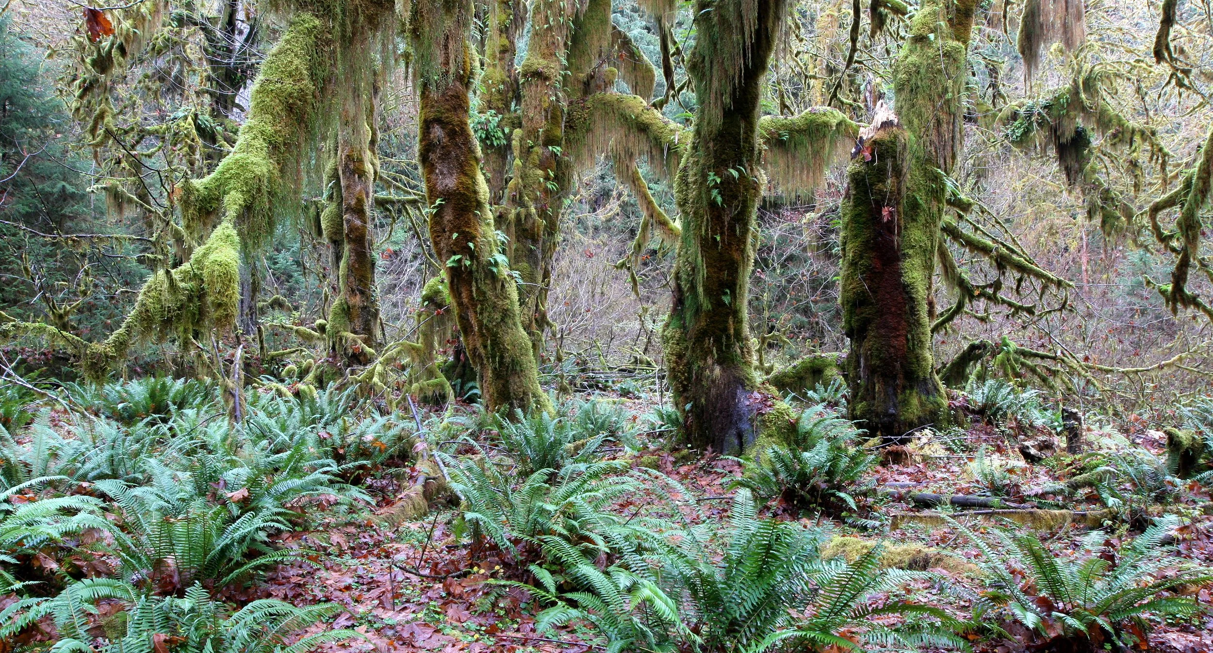 HOH RAINFOREST WA (19).JPG