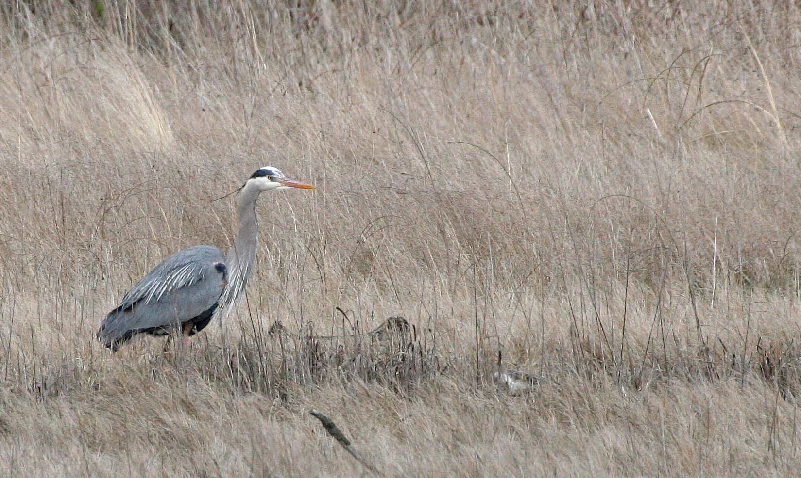 BIRD - HERON - GREAT BLUE HERON - JOHN WAYNE MARINA MARSH SEQUIM WA (3).JPG