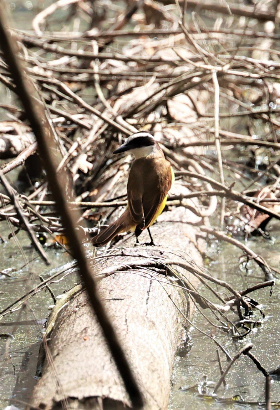 Kiskadee - Great Kiskadee - Pitangus sulphuratus - Vale Nature Reserve, Sooretama, Espirito Santo, Brazil.jpg