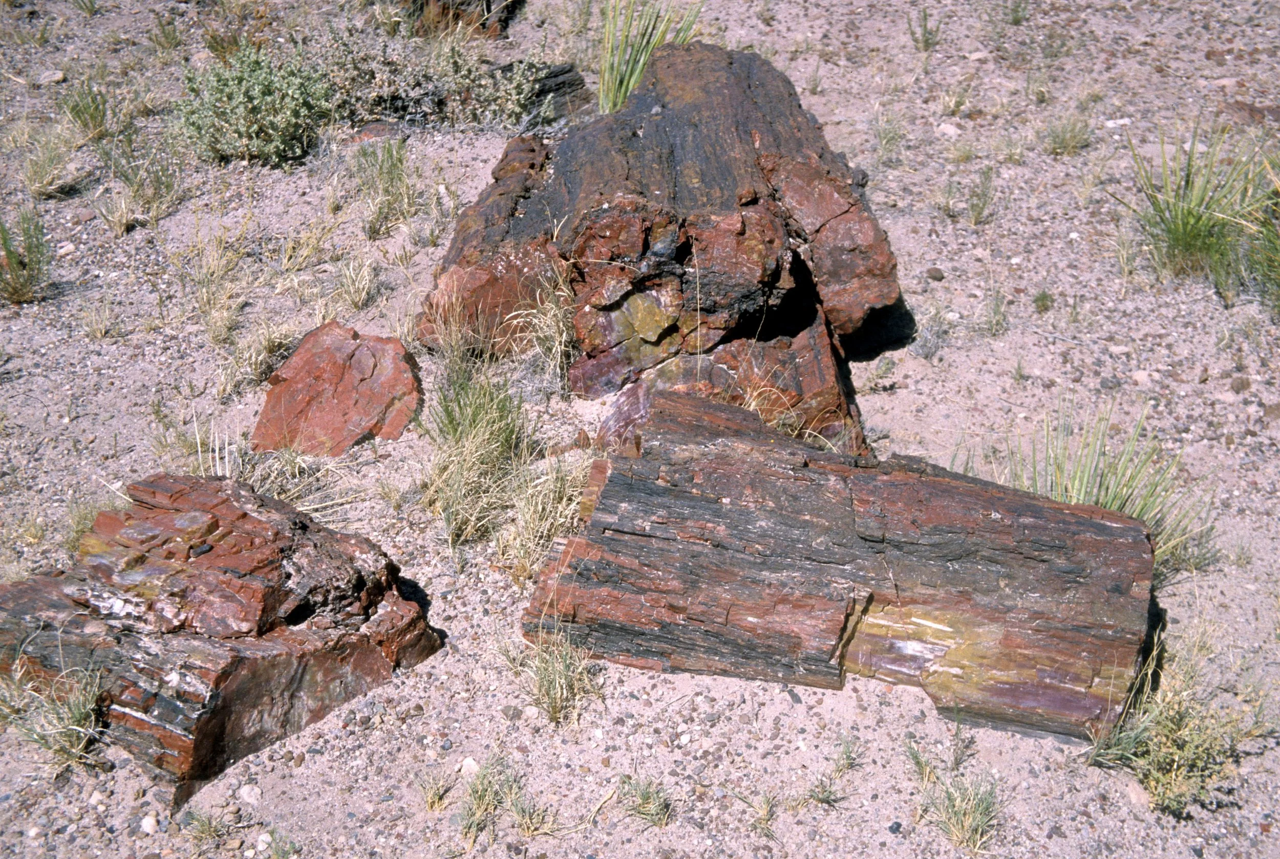ARIZONA - PETRIFIED FOREST.jpg