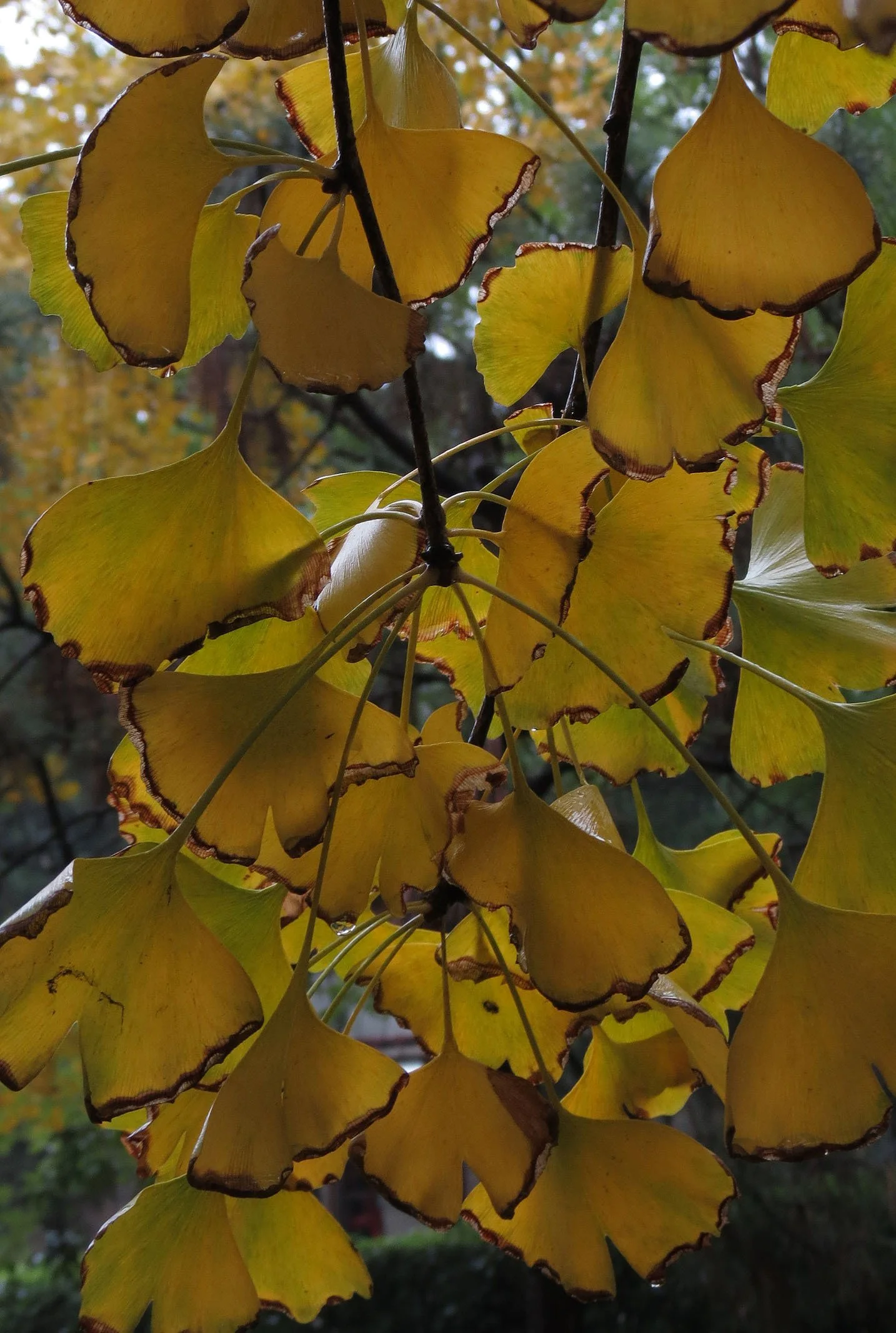 NANCHANG - GINKGO BILOBA (1).JPG