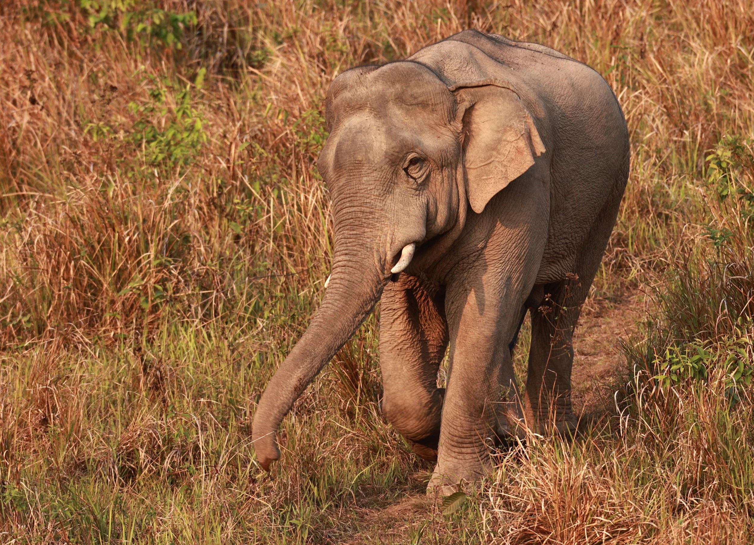 Asian Elephant (Elephas maximus) Khao Yai National Park, Thailand (43).jpg