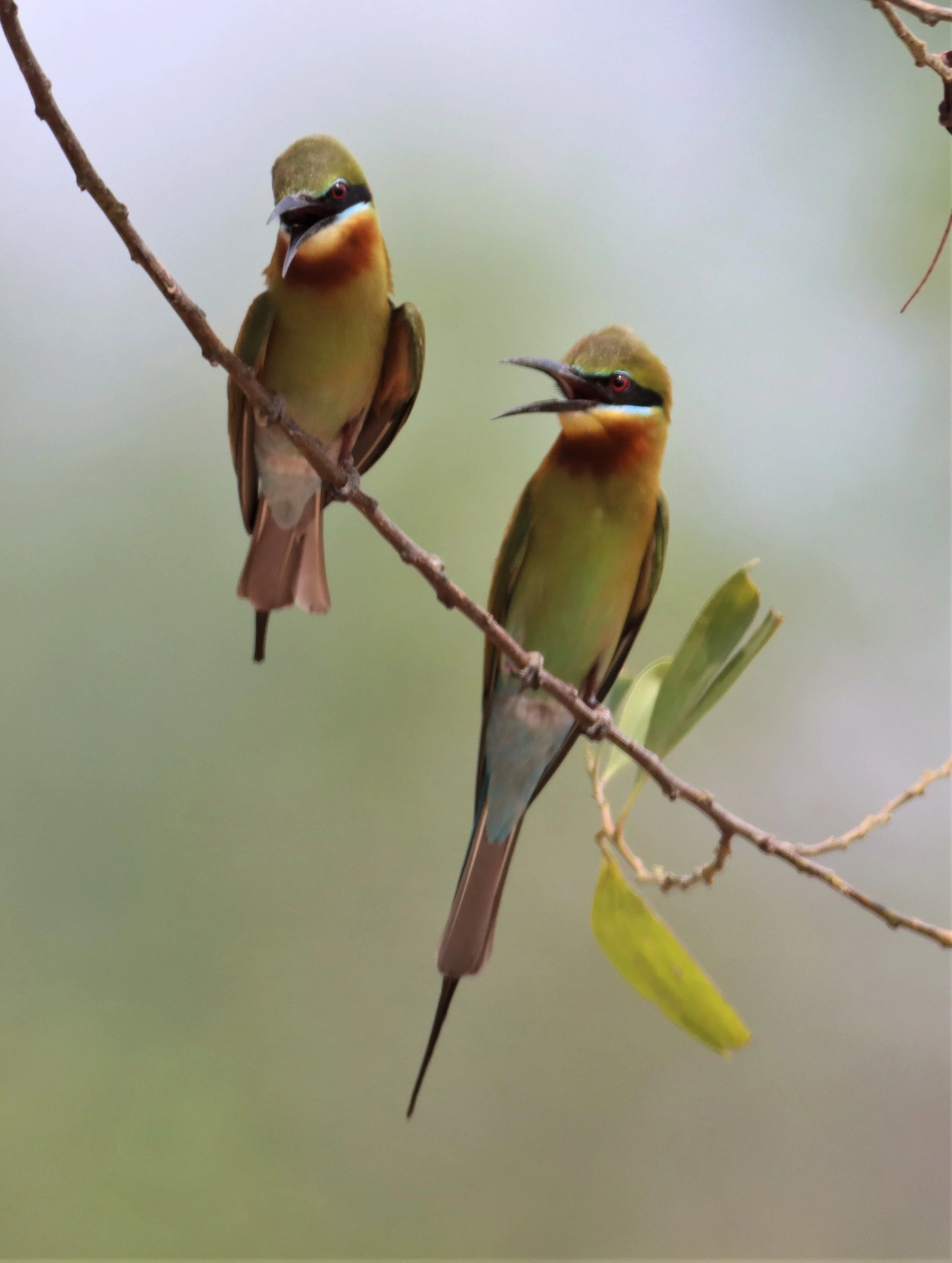 BEE-EATER - BLUE-TAILED BEE-EATER - Merops philippinus - KABIN BURI WETLANDS IN TOWN (46).jpg