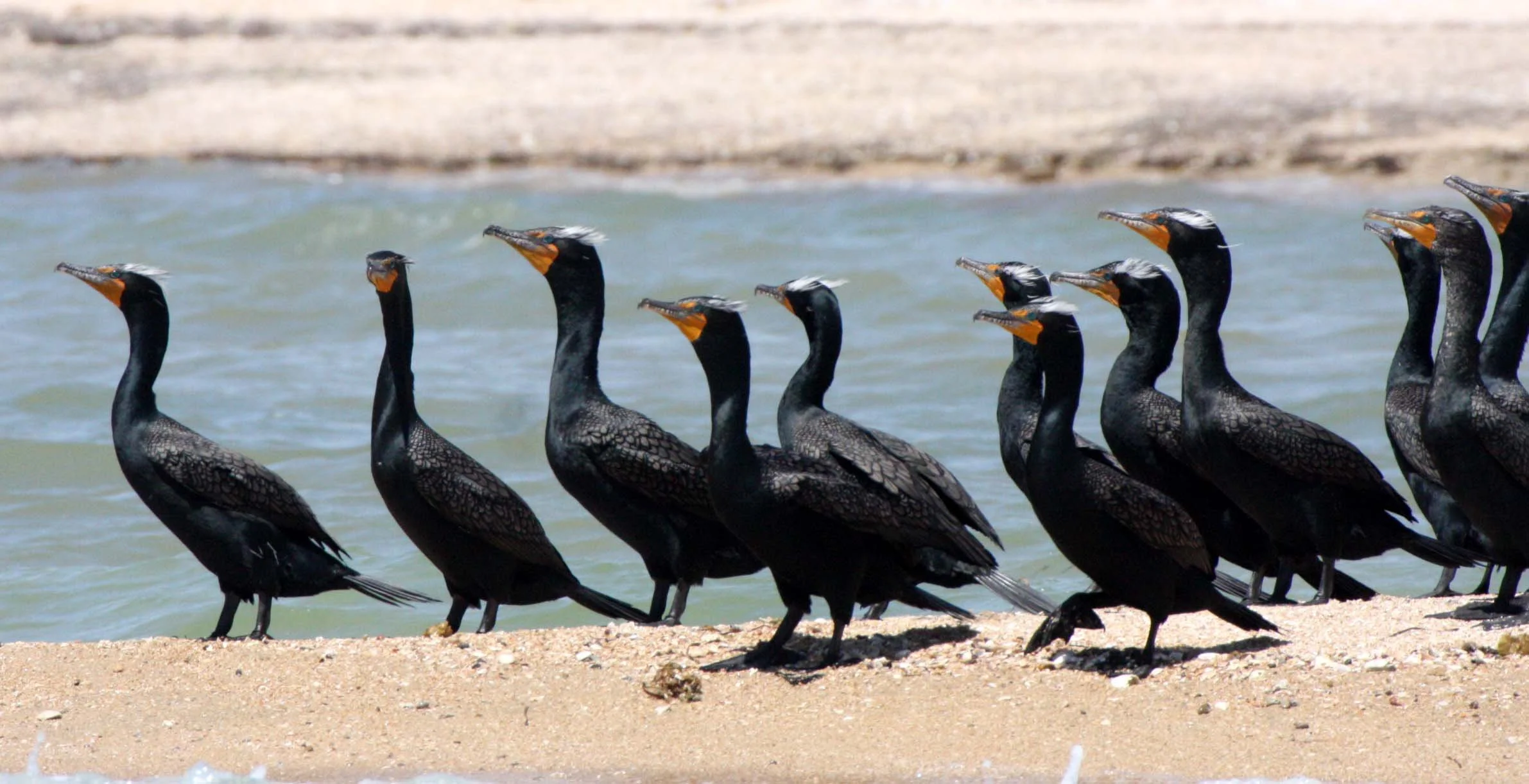 Nannopterum auritum - Double-crested Cormorant - San Ignacio Lagoon, Baja Mexico (11).JPG