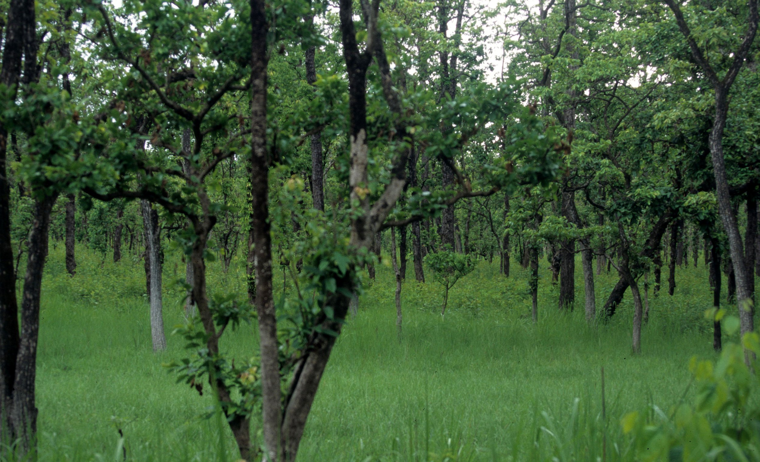 NEPAL - CHITWAN - TEAKWOOD FOREST REPLANT.jpg