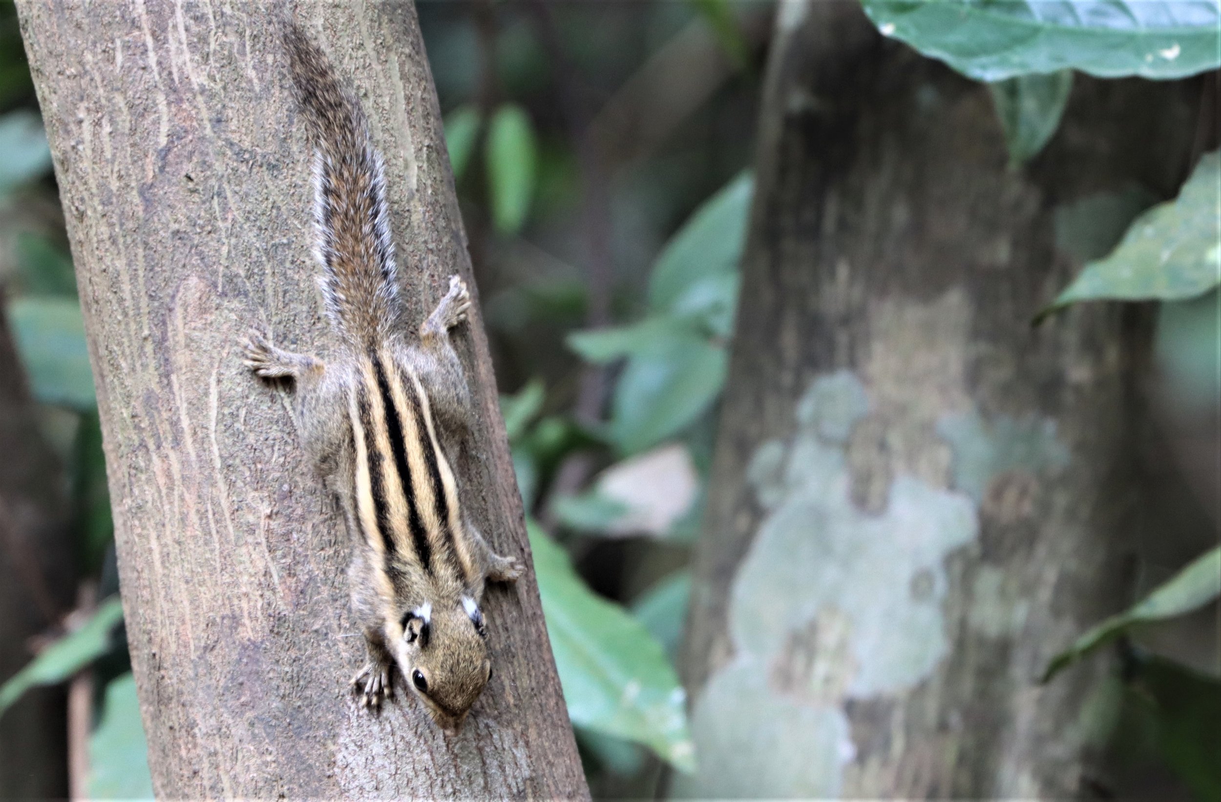 Tamiops mcclellandii - WESTERN (BURMESE) STRIPED SQUIRREL - NEUNG HIDE KAENG KRACHAN (17).jpg