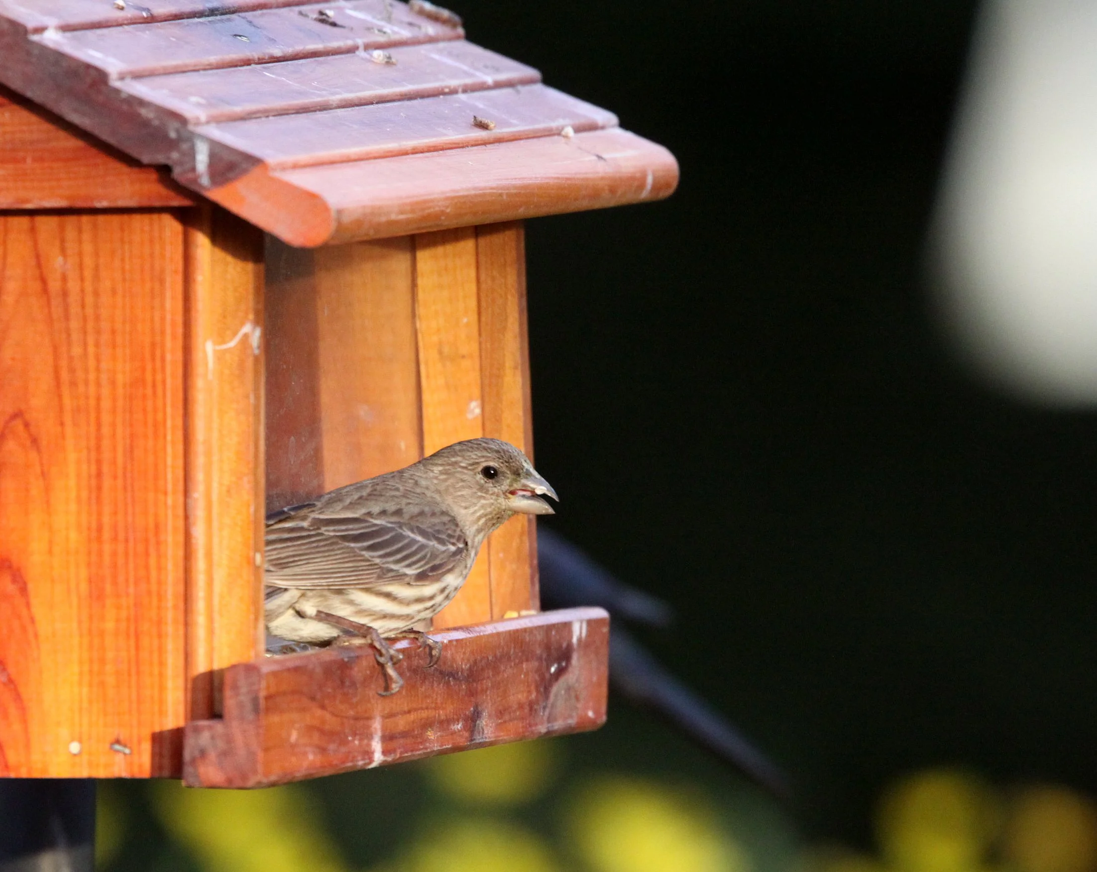 House Finch (Haemorhous mexicanus) Sunset Beach State Park California.JPG