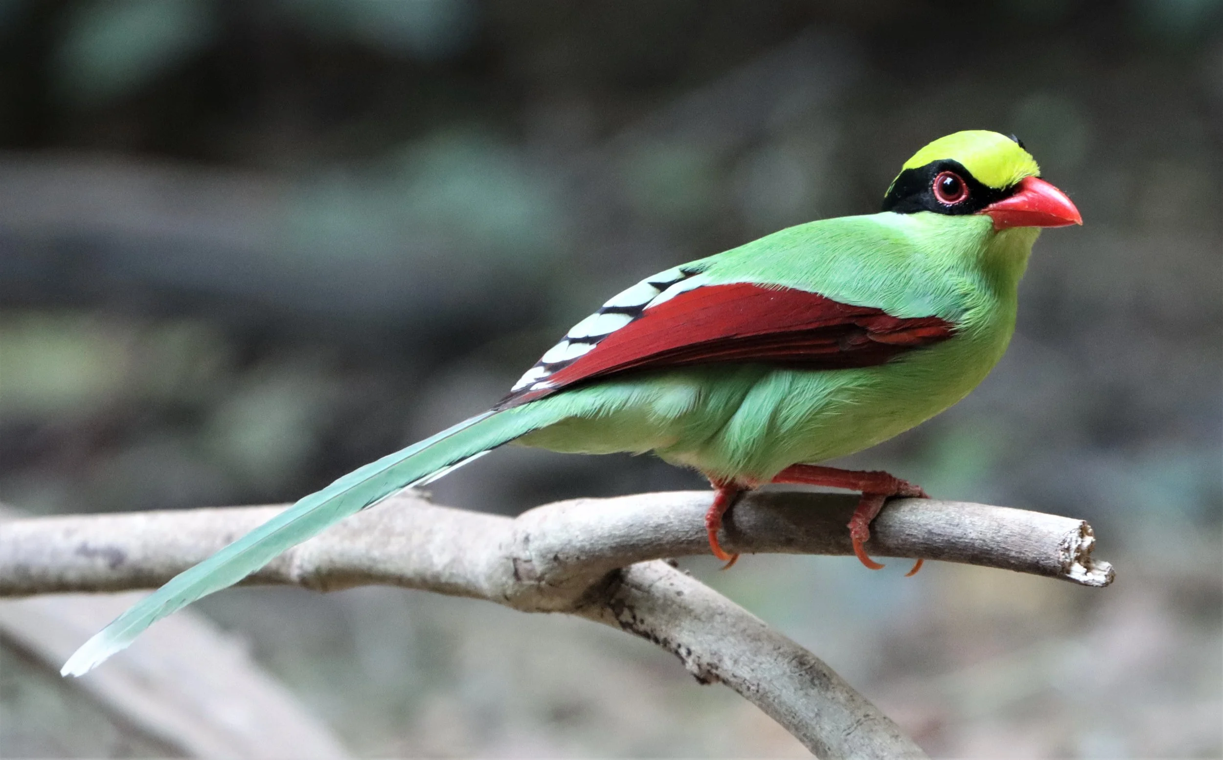 MAGPIE - COMMON GREEN MAGPIE - Cissa chinensis - NEUNG HIDE KAENG KRACHAN (27).jpg