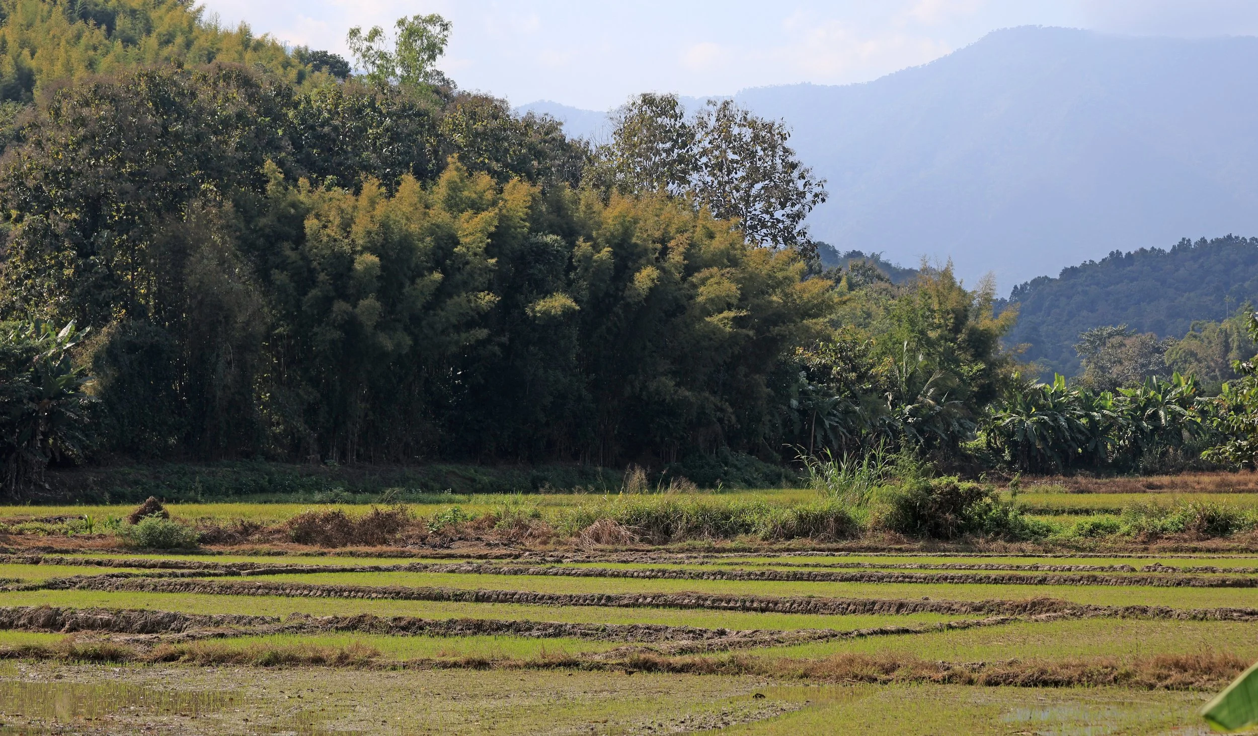 Phra That Pha Chang - Phayao Province (5).jpg