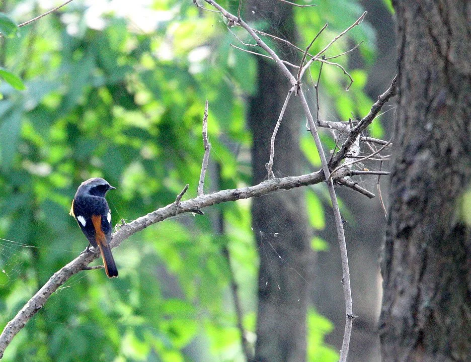 BIRD - REDSTART - DAURIAN REDSTART -  NANKOU, RUDONG, CHINA (4).JPG